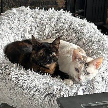 Mila & Lucy (Bonded Pair), Adoptable, Young Female Domestic Short Hair.