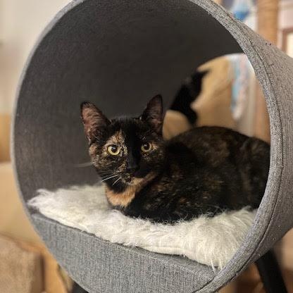 Enlarge Mila & Lucy (Bonded Pair), a Adoptable Domestic Short Hair in Plymouth, MN image 2/6