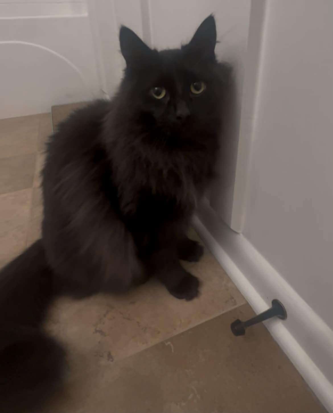 Milo, ADOPTABLE, Adult Male Domestic Long Hair.