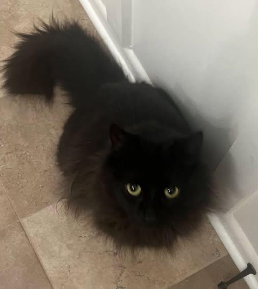 Enlarge Milo, a ADOPTABLE Domestic Long Hair in Woodmere, NY image 2/2