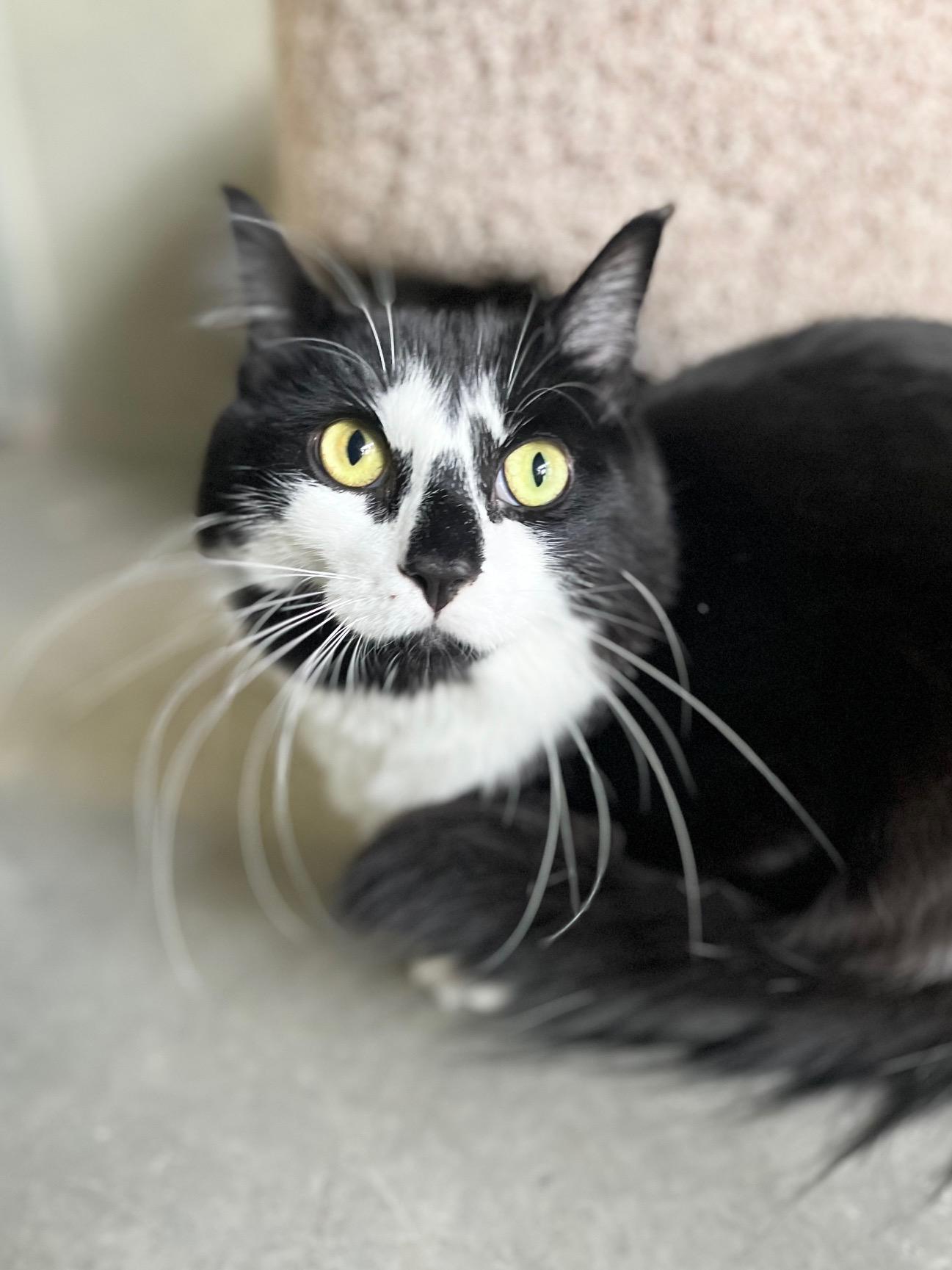 Enlarge Apollo, an adopted Domestic Medium Hair in Boise, ID image 1/1