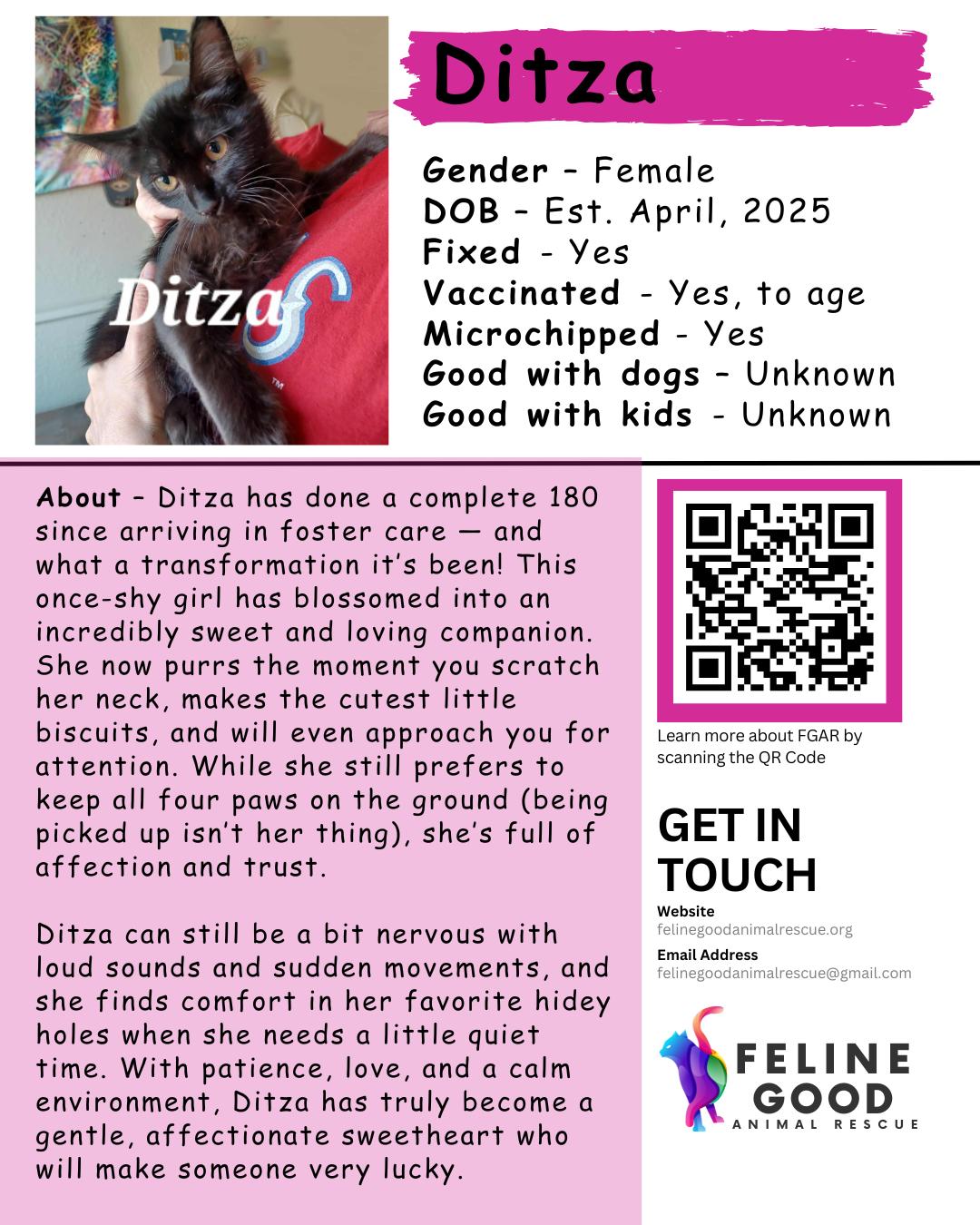 Enlarge Ditza, a Adoptable Domestic Medium Hair in Eugene, OR image 1/1