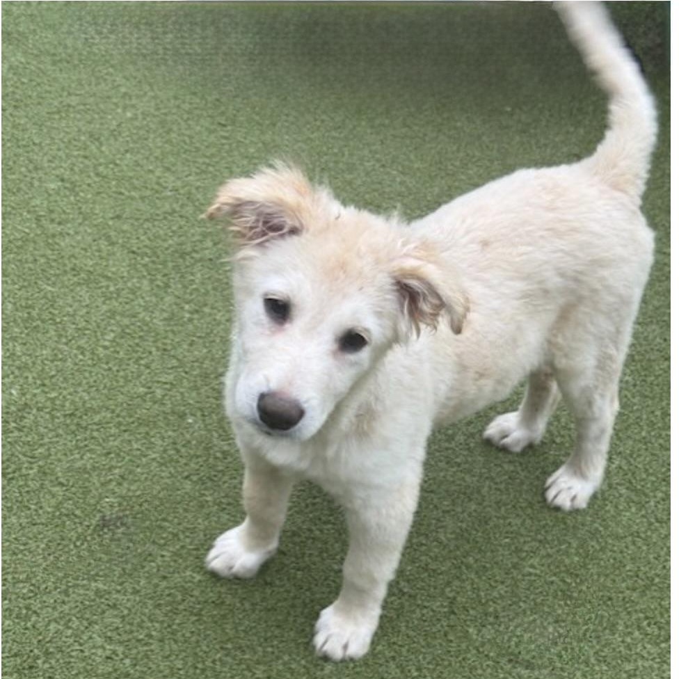 TINSEL, an adopted mixed breed in new haven, CT image 1/6