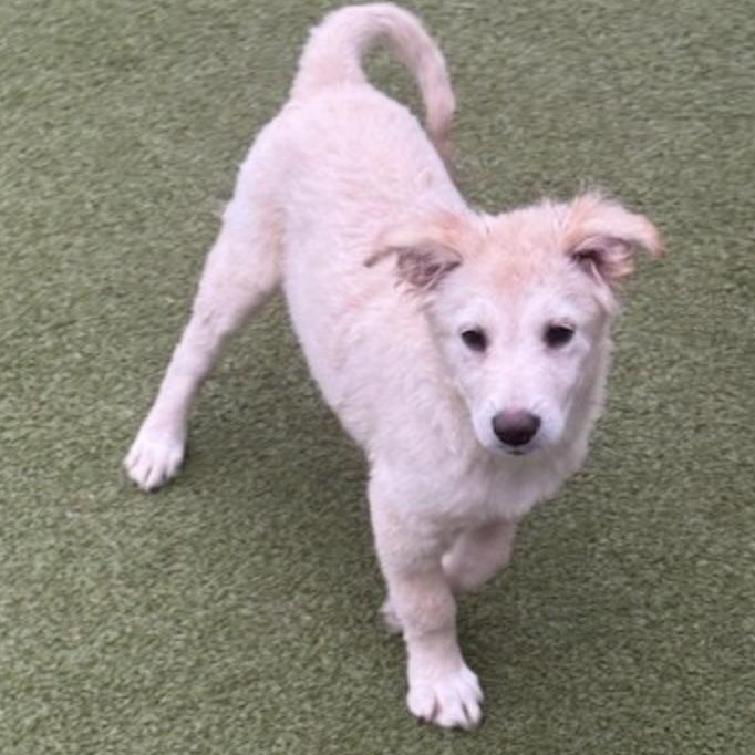 TINSEL, an adopted mixed breed in new haven, CT image 4/6