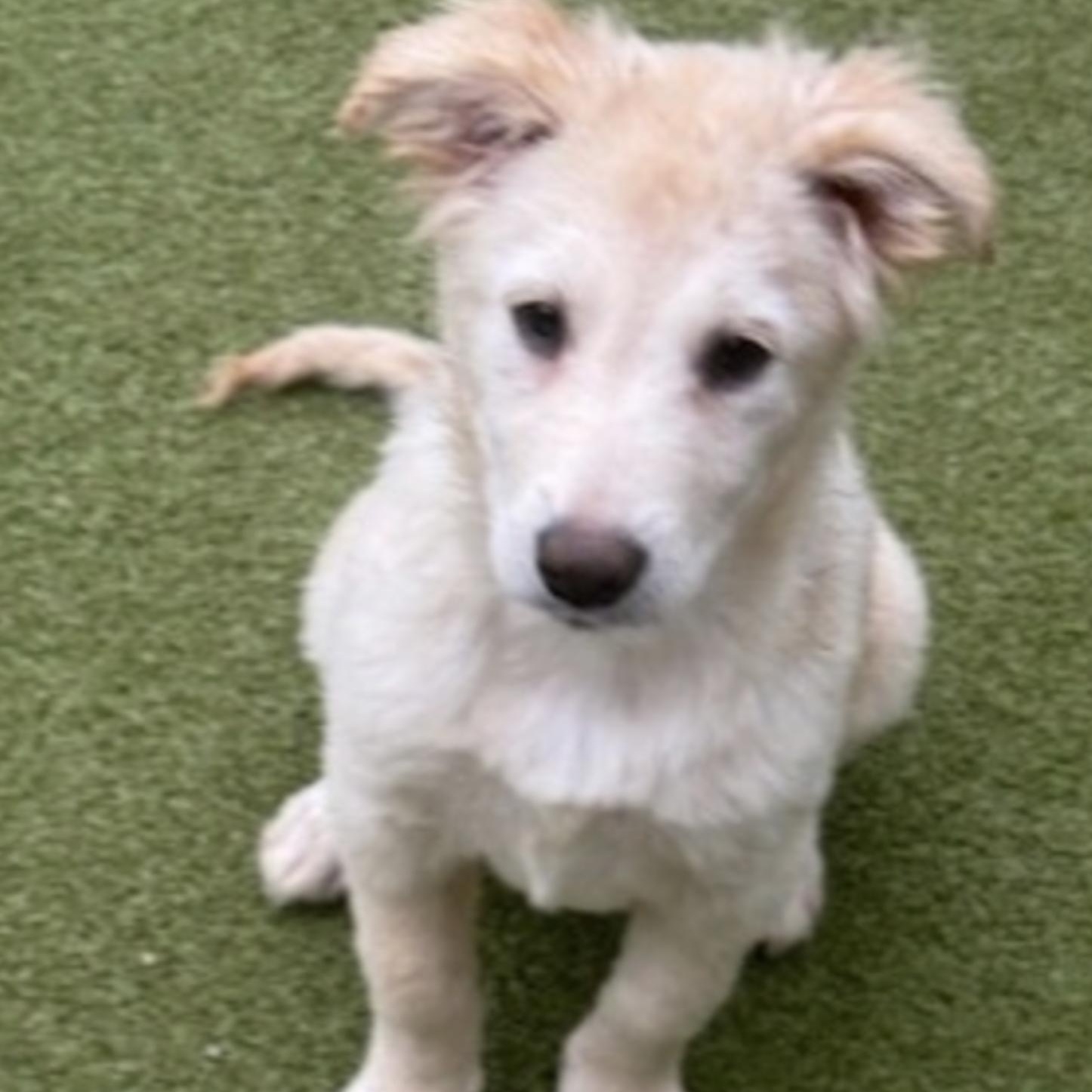 TINSEL, an adopted mixed breed in new haven, CT image 5/6