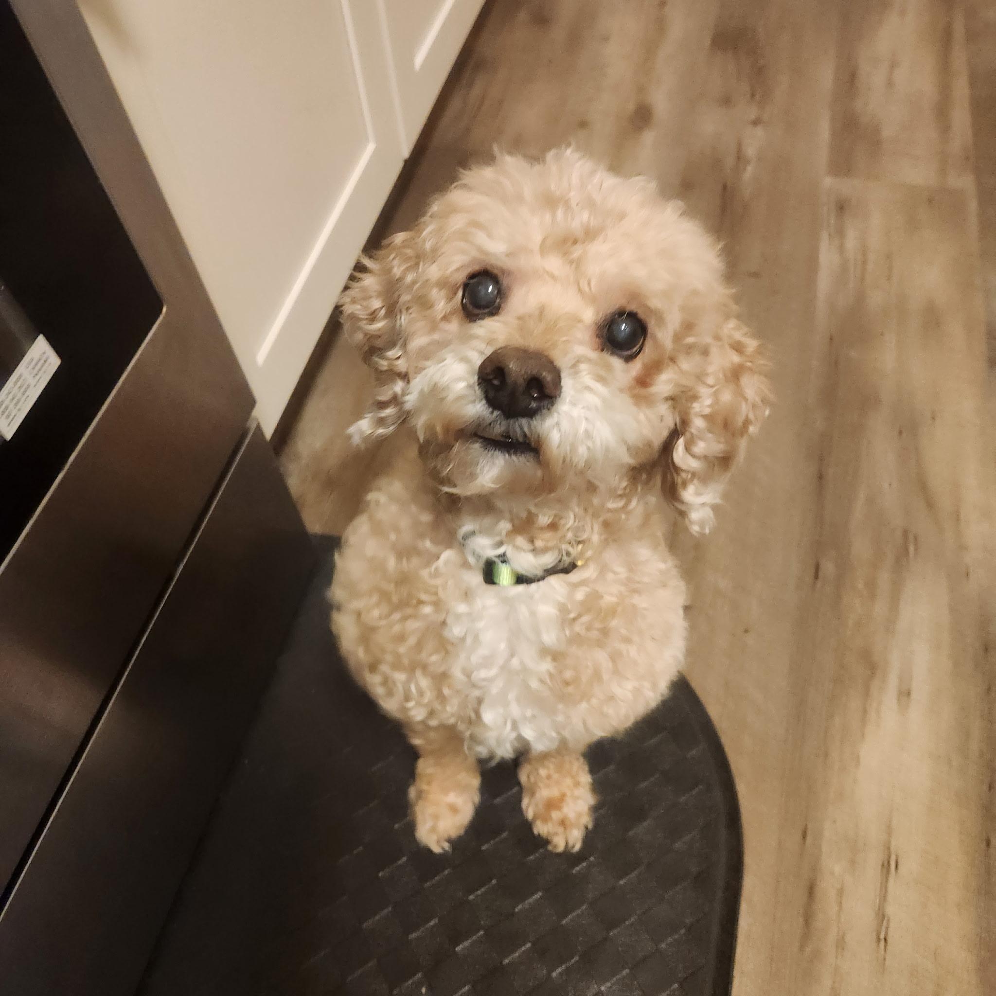 Rex, a Adoptable Poodle in West Valley, UT image 1/2