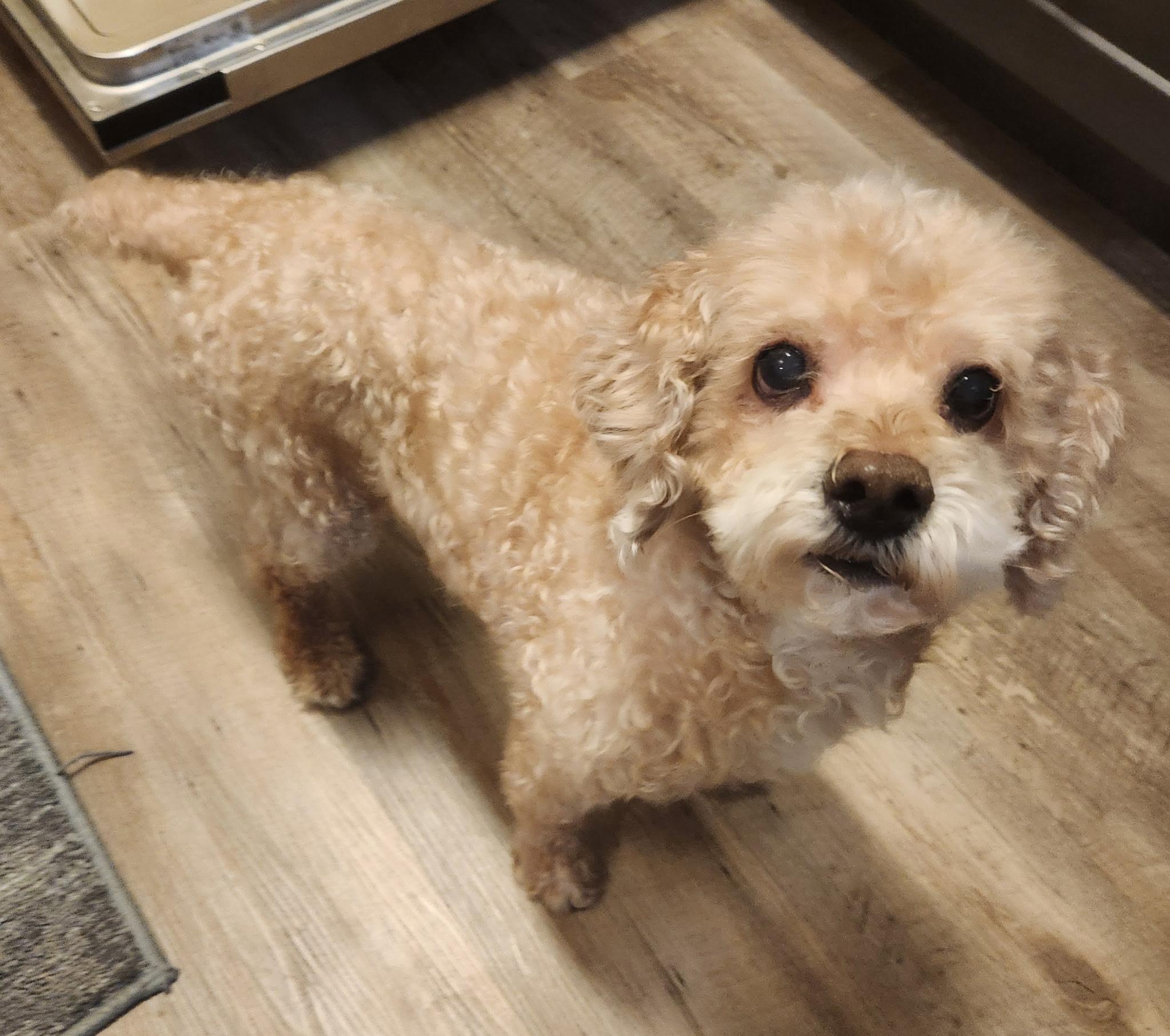 Rex, a Adoptable Poodle in West Valley, UT image 2/2