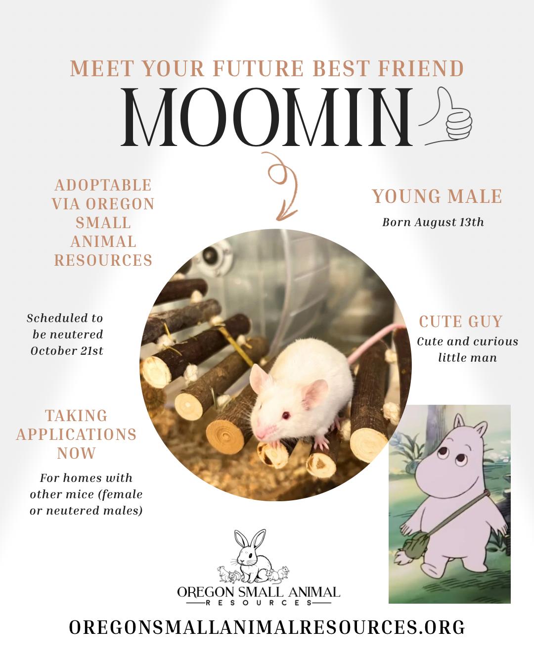 Enlarge Moomin, a Adoptable Mouse in Springfield, OR image 1/1
