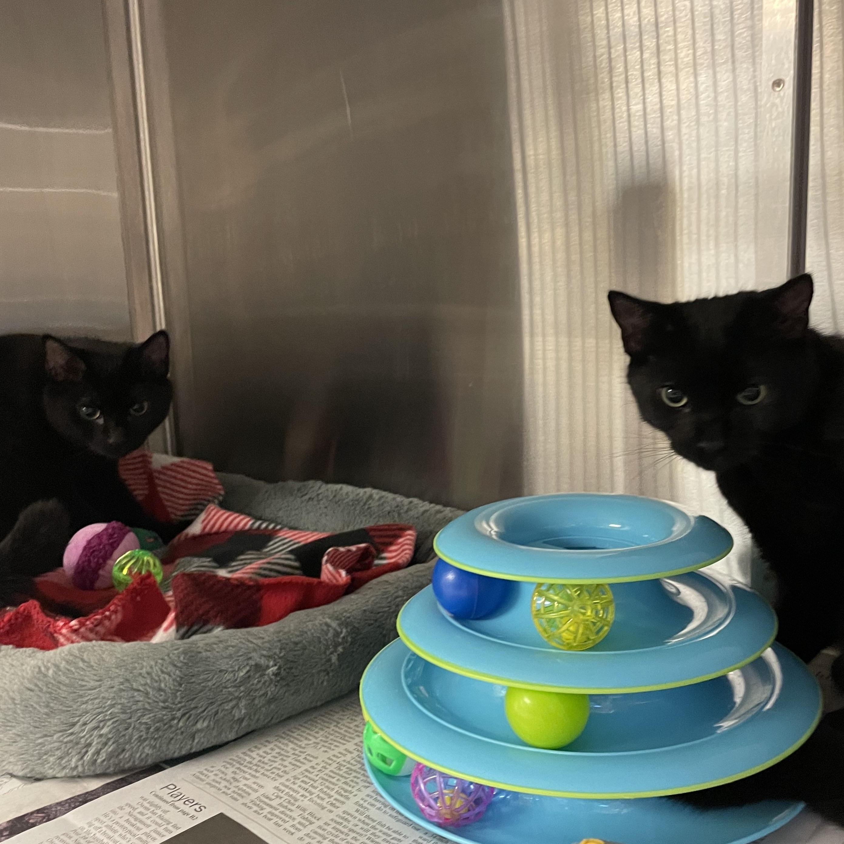 Harrison and Adams (bonded brothers), Adoptable, Kitten Male American Shorthair.