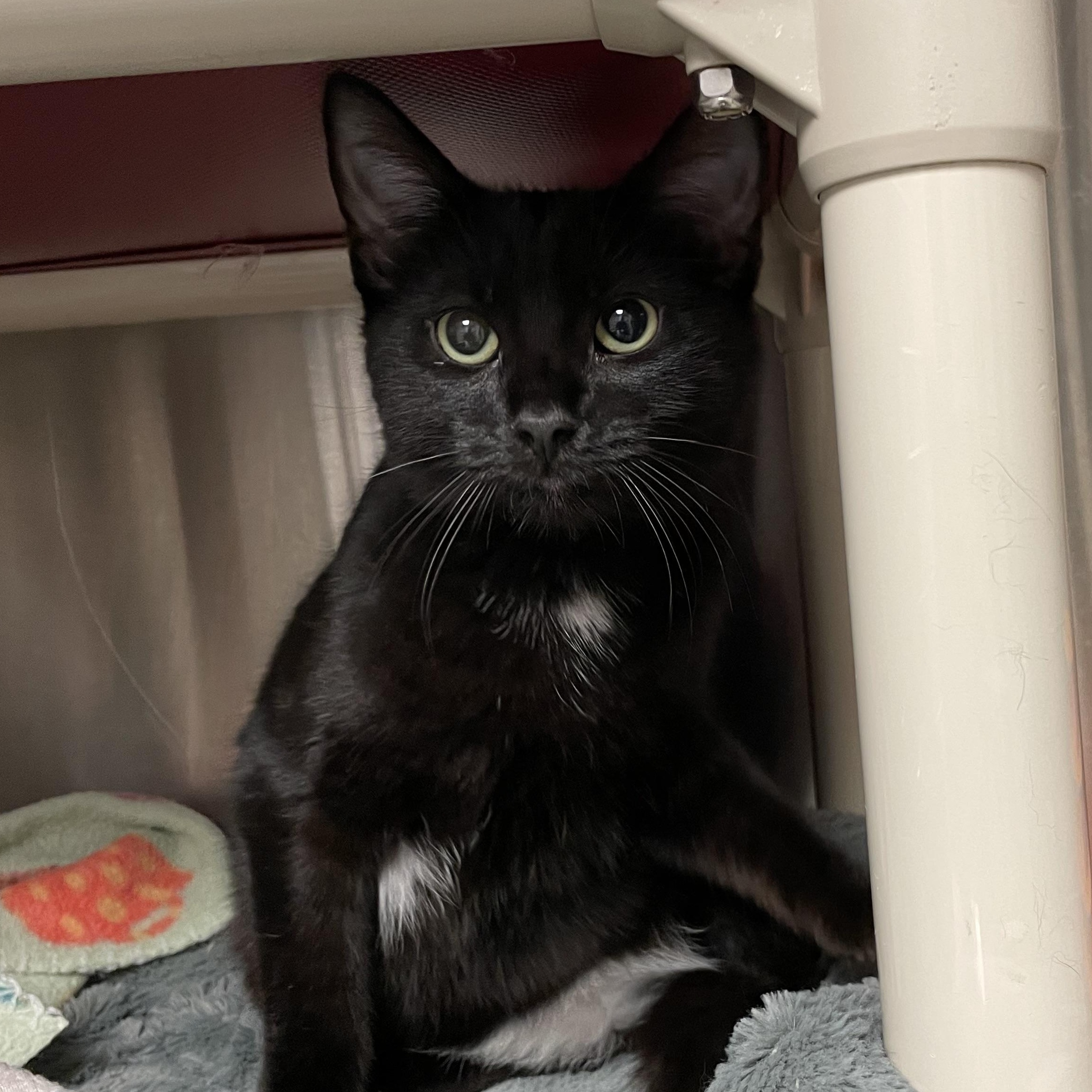 Enlarge Harrison and Adams (bonded brothers), a Adoptable American Shorthair in North Kingstown, RI image 3/6