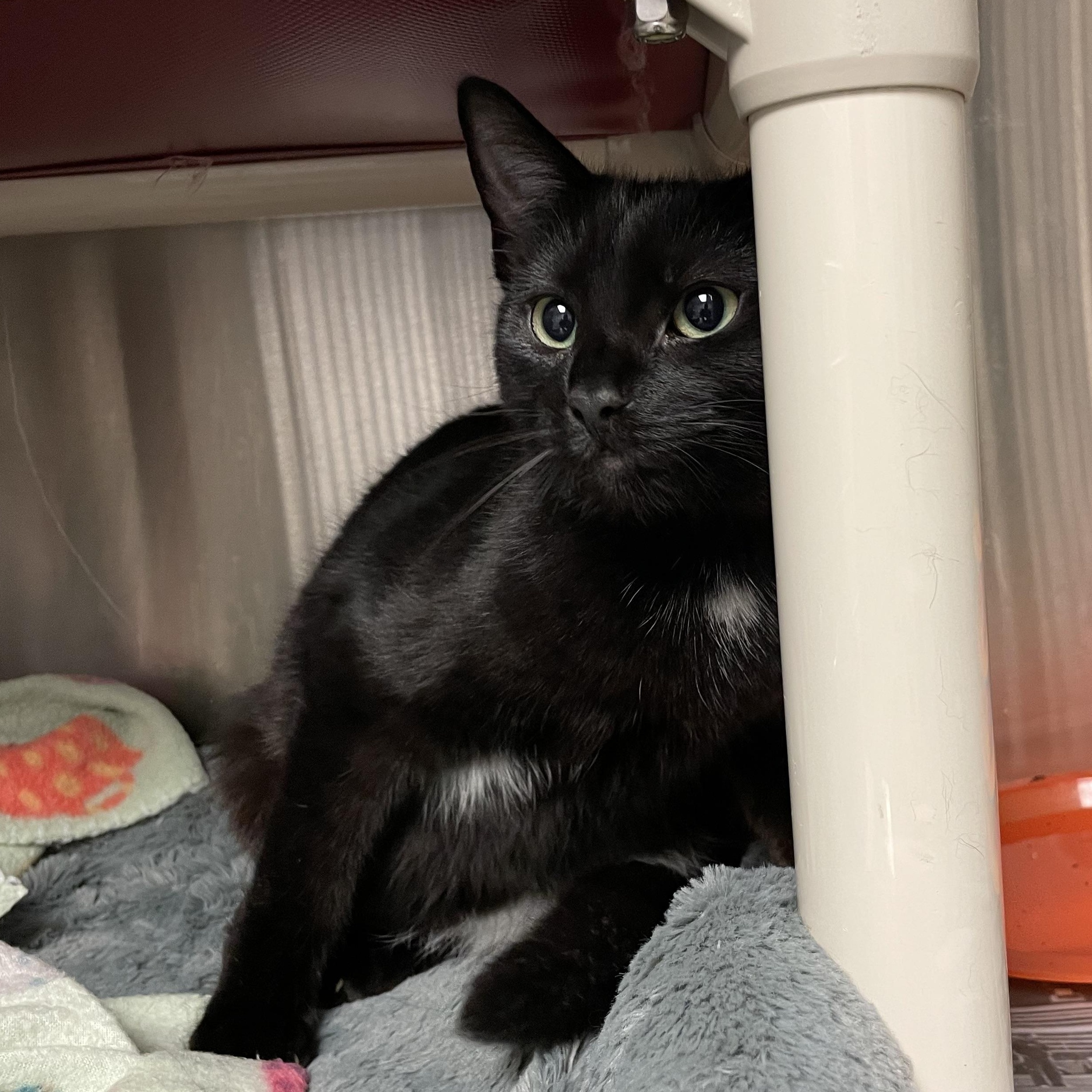 Enlarge Harrison and Adams (bonded brothers), a Adoptable American Shorthair in North Kingstown, RI image 5/6