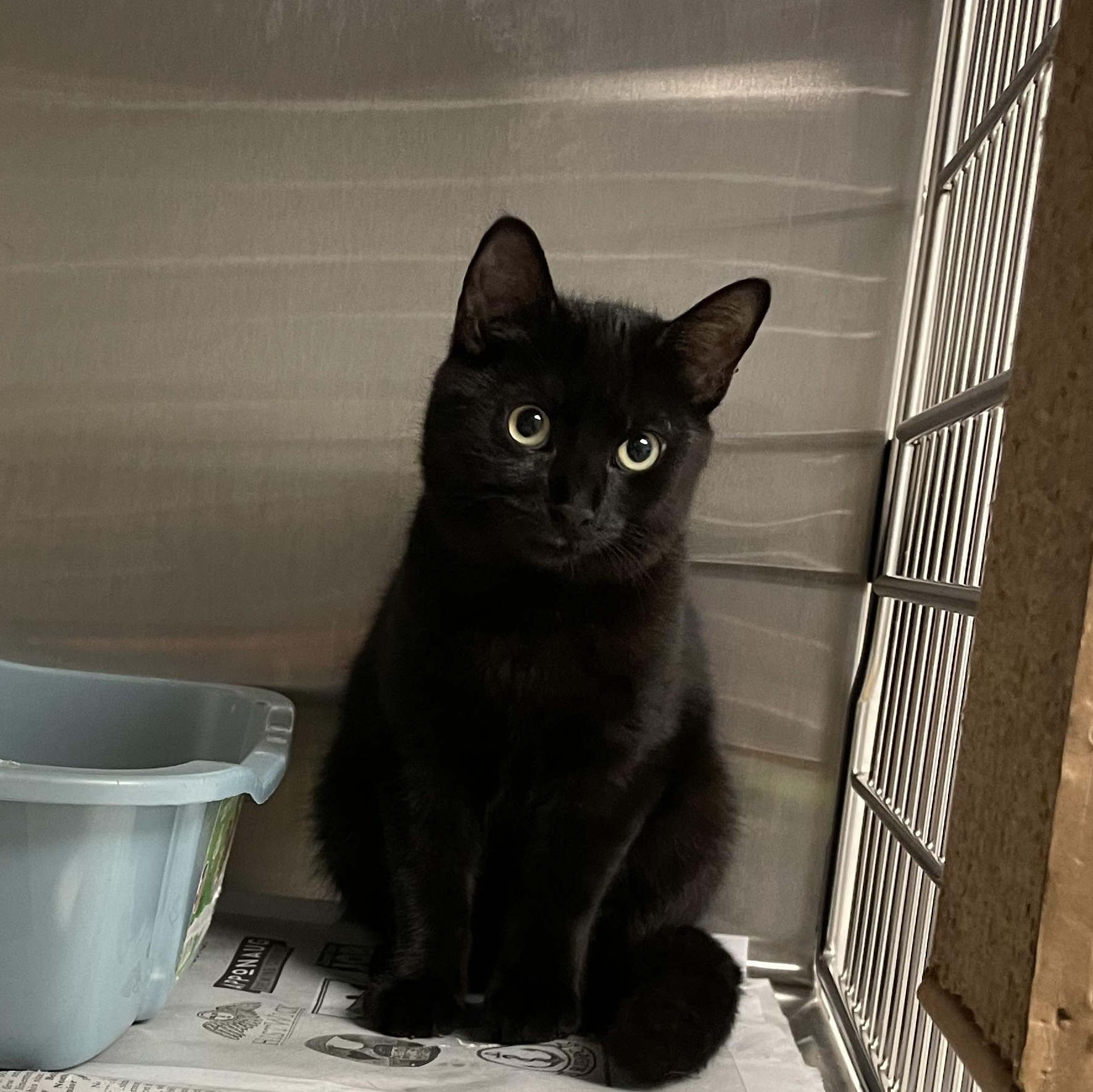 Enlarge Harrison and Adams (bonded brothers), a Adoptable American Shorthair in North Kingstown, RI image 4/6