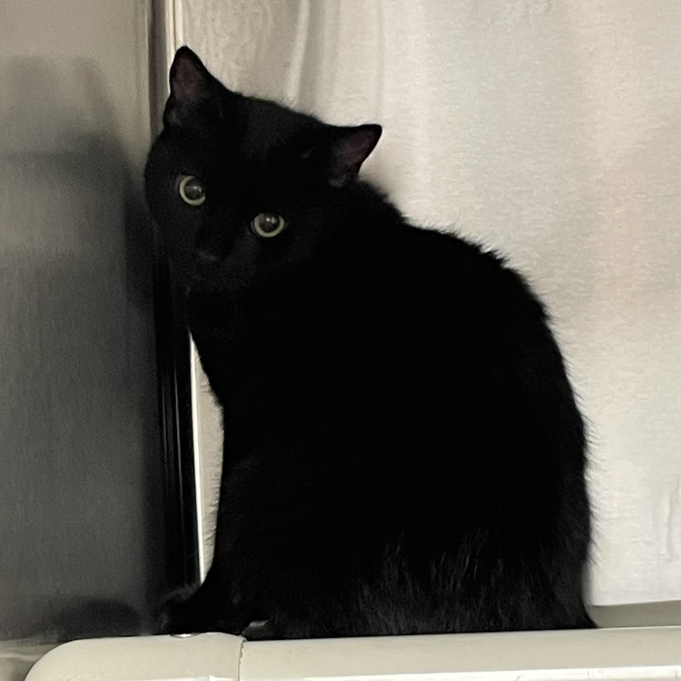 Enlarge Harrison and Adams (bonded brothers), a Adoptable American Shorthair in North Kingstown, RI image 2/6