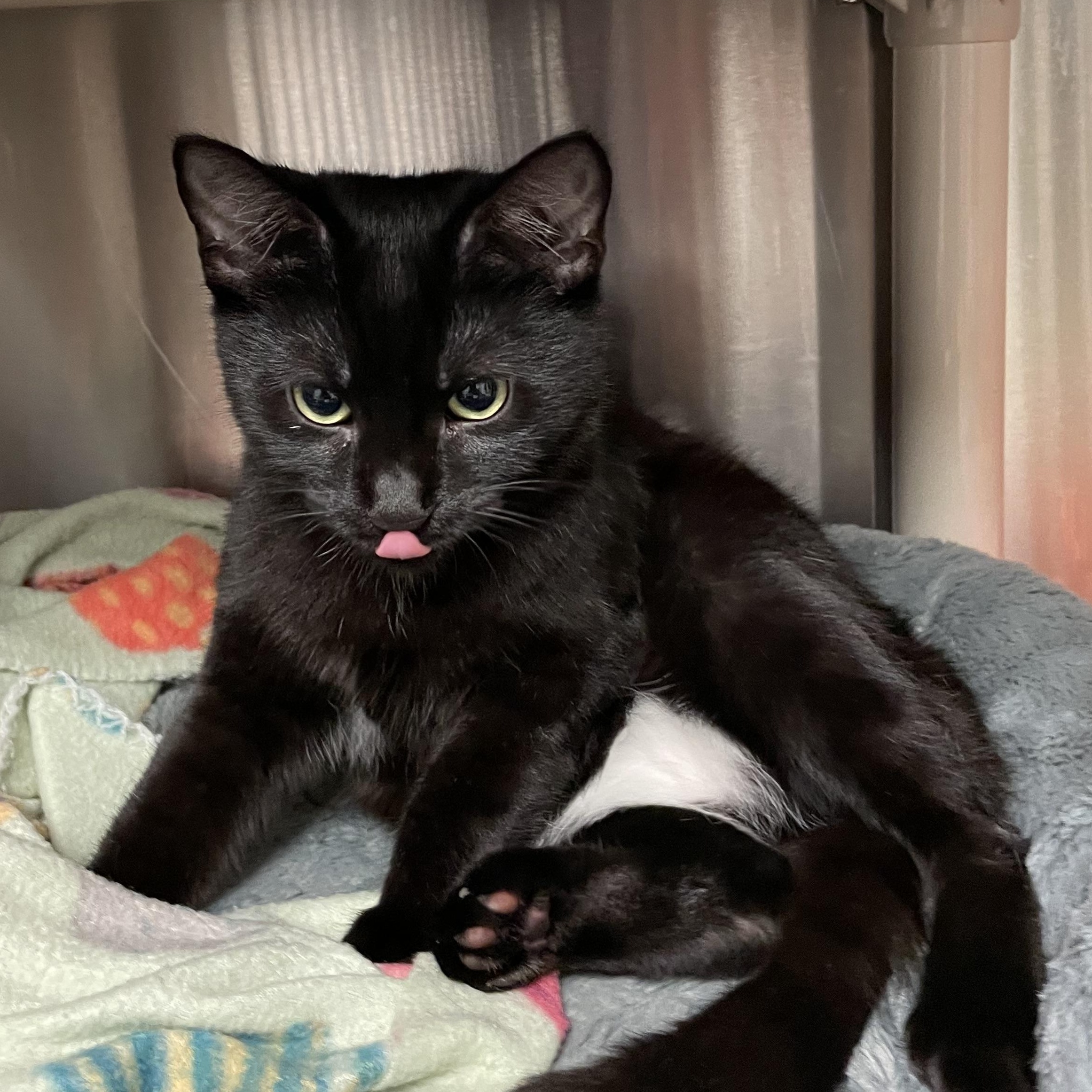 Enlarge Harrison and Adams (bonded brothers), a Adoptable American Shorthair in North Kingstown, RI image 6/6
