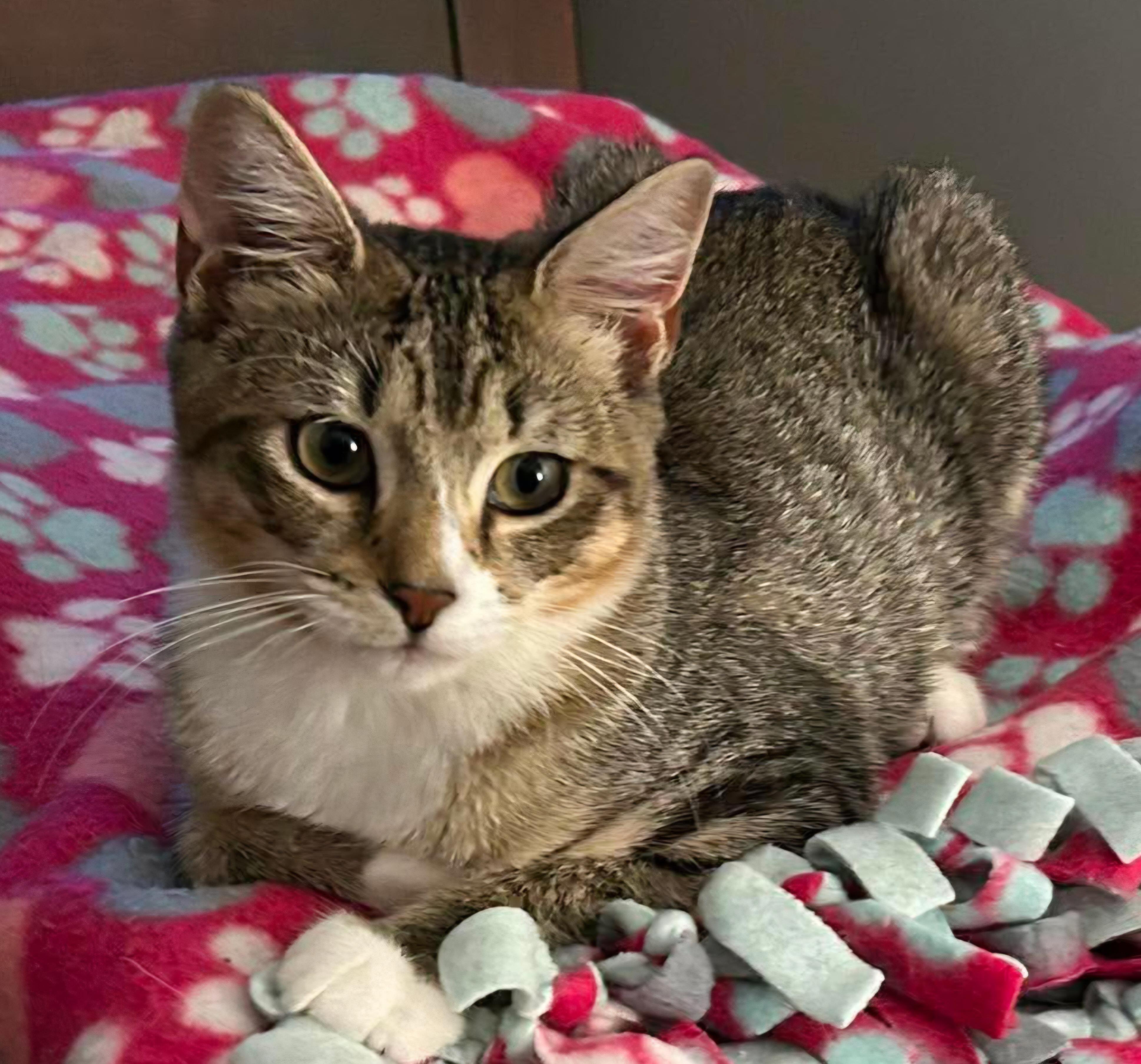 Enlarge Sage, a ADOPTABLE Domestic Short Hair in Attleboro, MA image 2/4