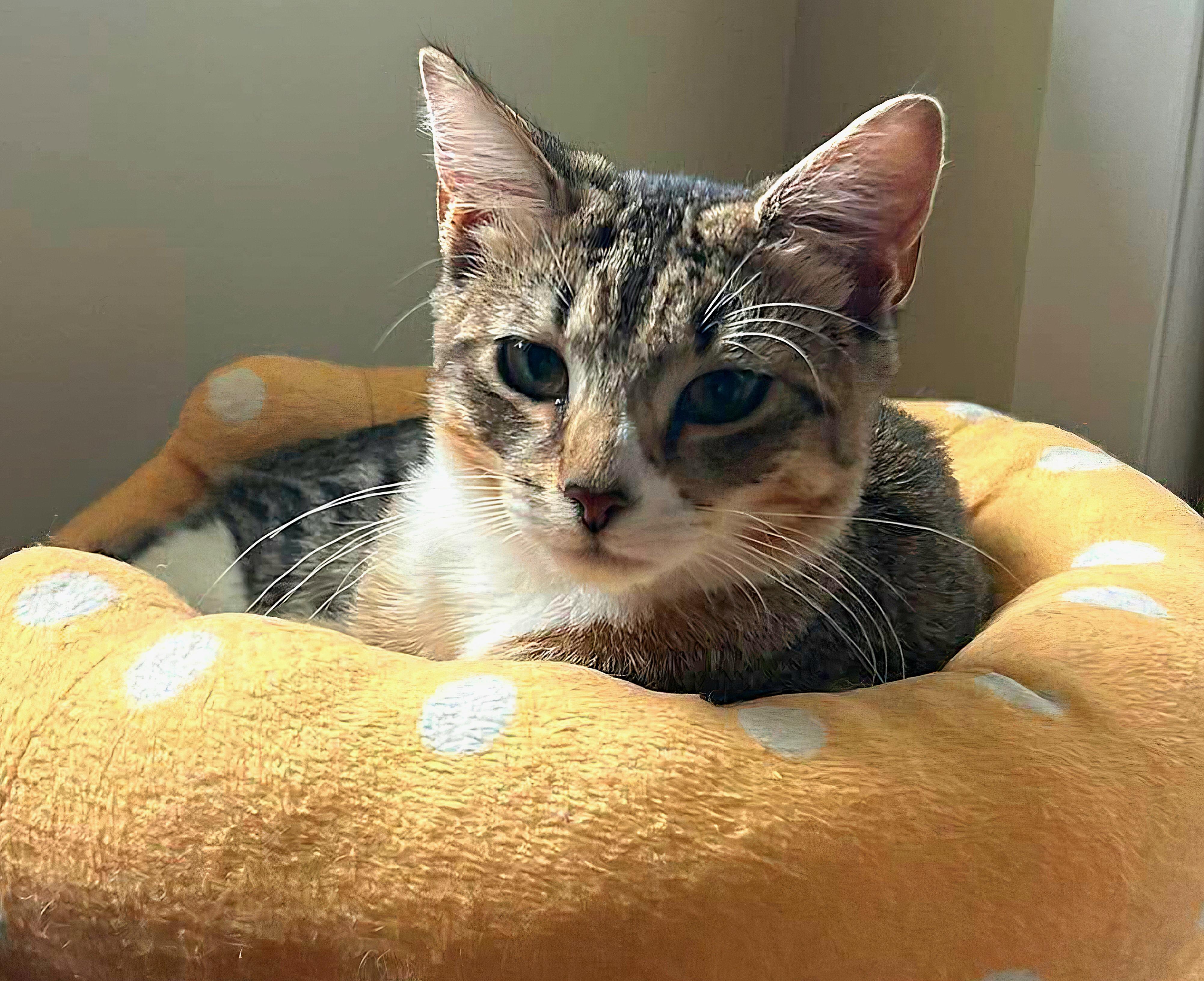 Enlarge Sage, a ADOPTABLE Domestic Short Hair in Attleboro, MA image 3/4