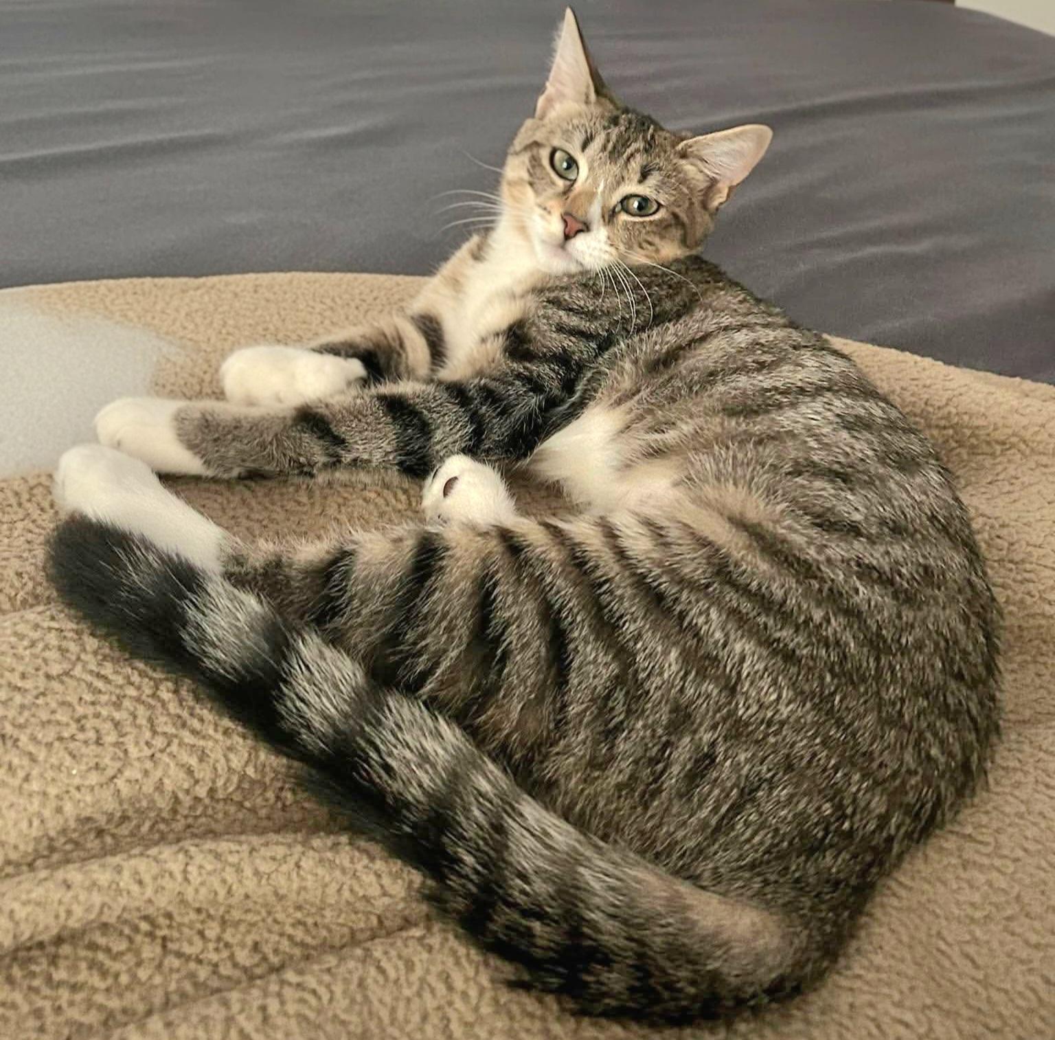 Enlarge Sage, a ADOPTABLE Domestic Short Hair in Attleboro, MA image 4/4