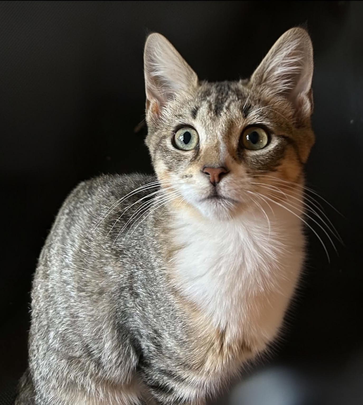 Sage, ADOPTABLE, Kitten Female Domestic Short Hair.