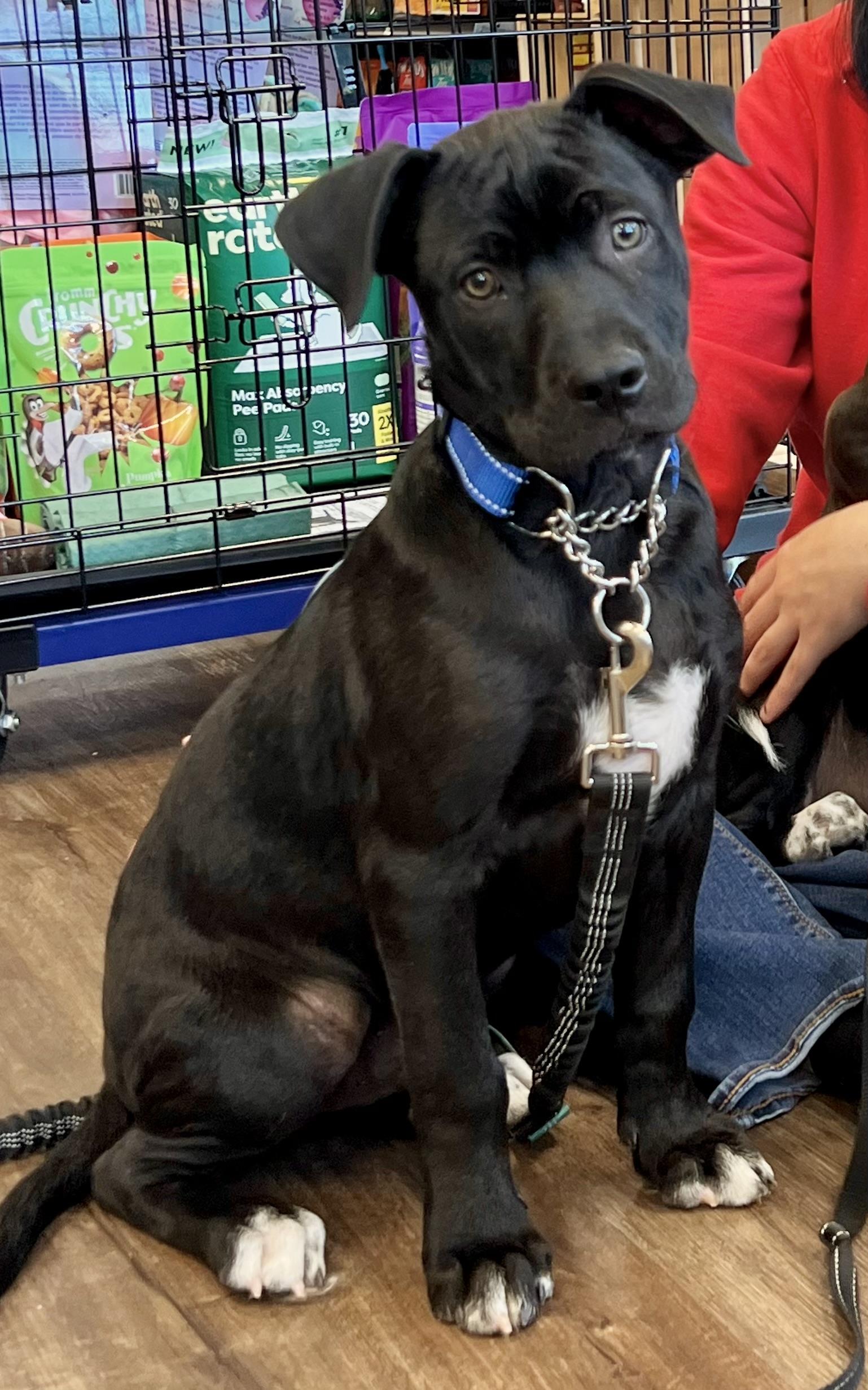 Enlarge Joey, a ADOPTABLE mixed breed in Mt Pleasant, SC image 5/6