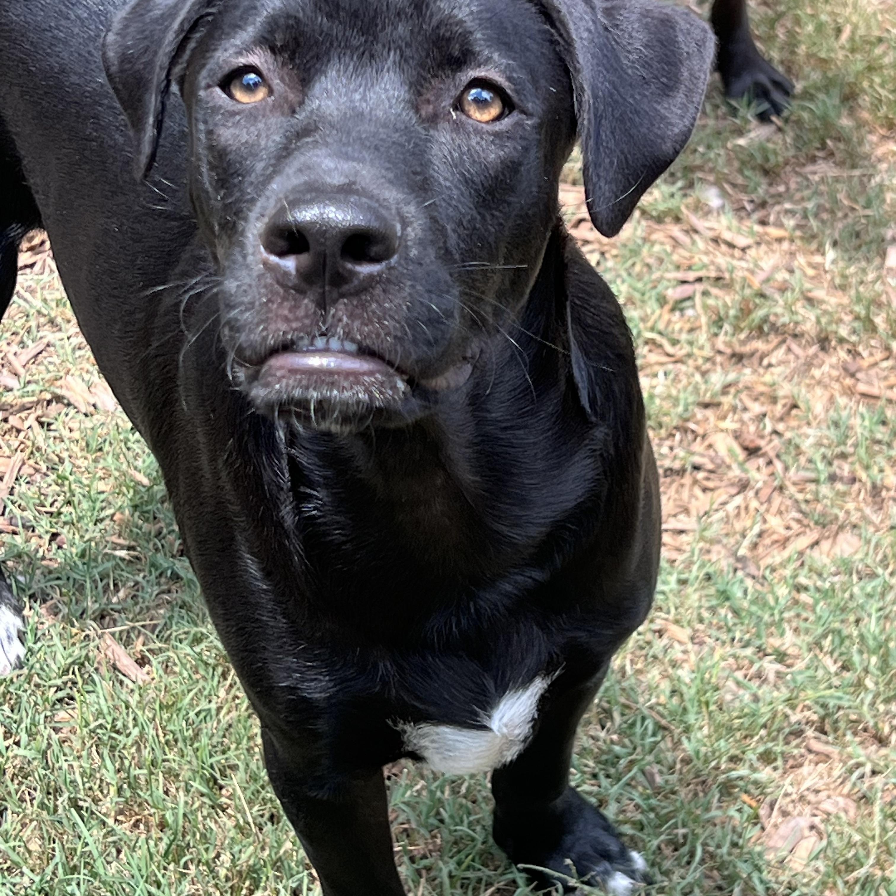 Enlarge Joey, a ADOPTABLE mixed breed in Mt Pleasant, SC image 3/4
