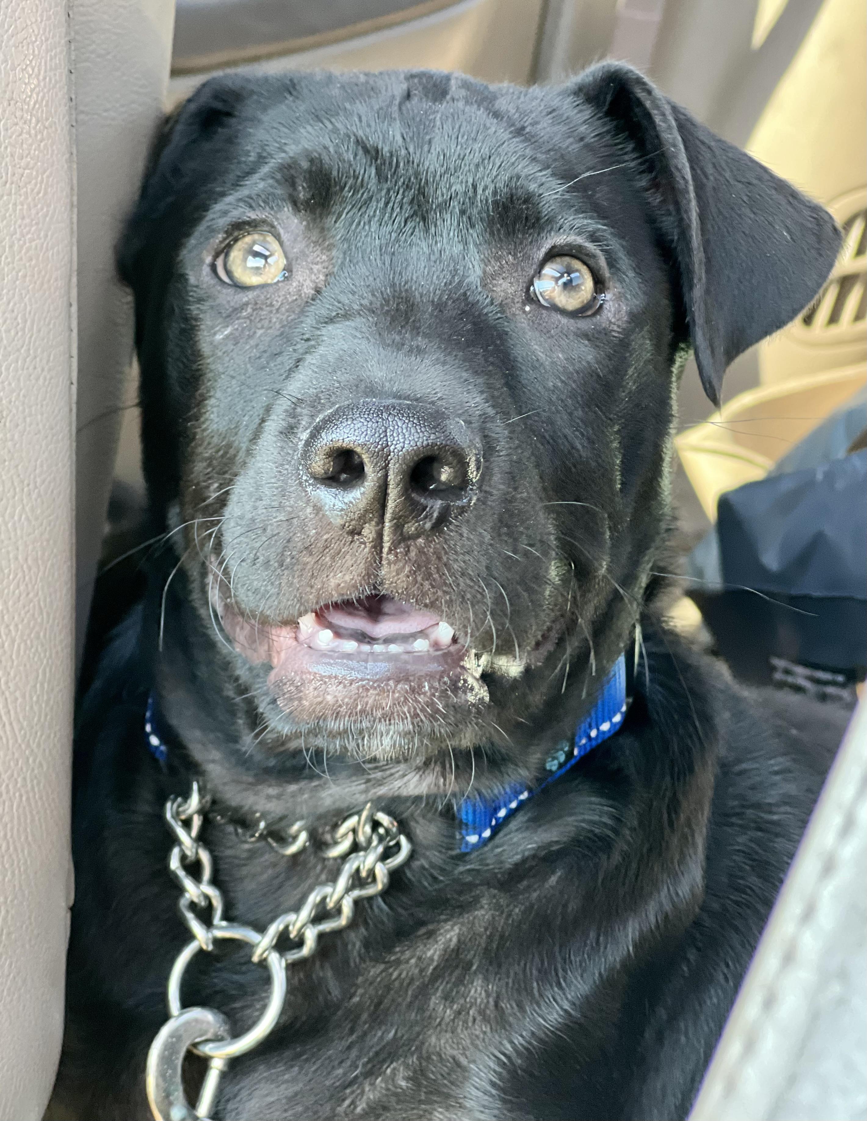 Enlarge Joey, a ADOPTABLE mixed breed in Mt Pleasant, SC image 2/6