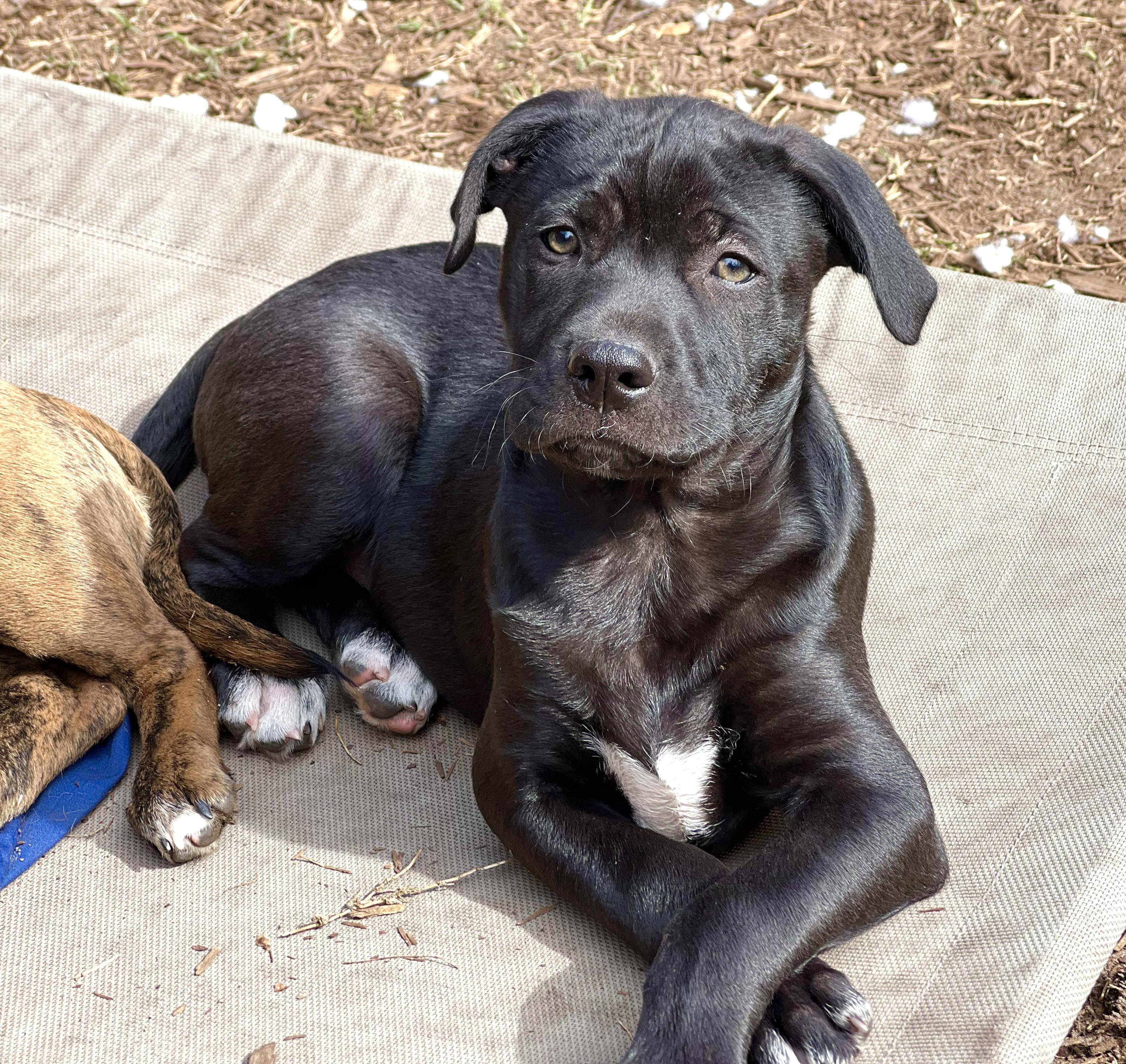 Enlarge Joey, a ADOPTABLE mixed breed in Mt Pleasant, SC image 5/6