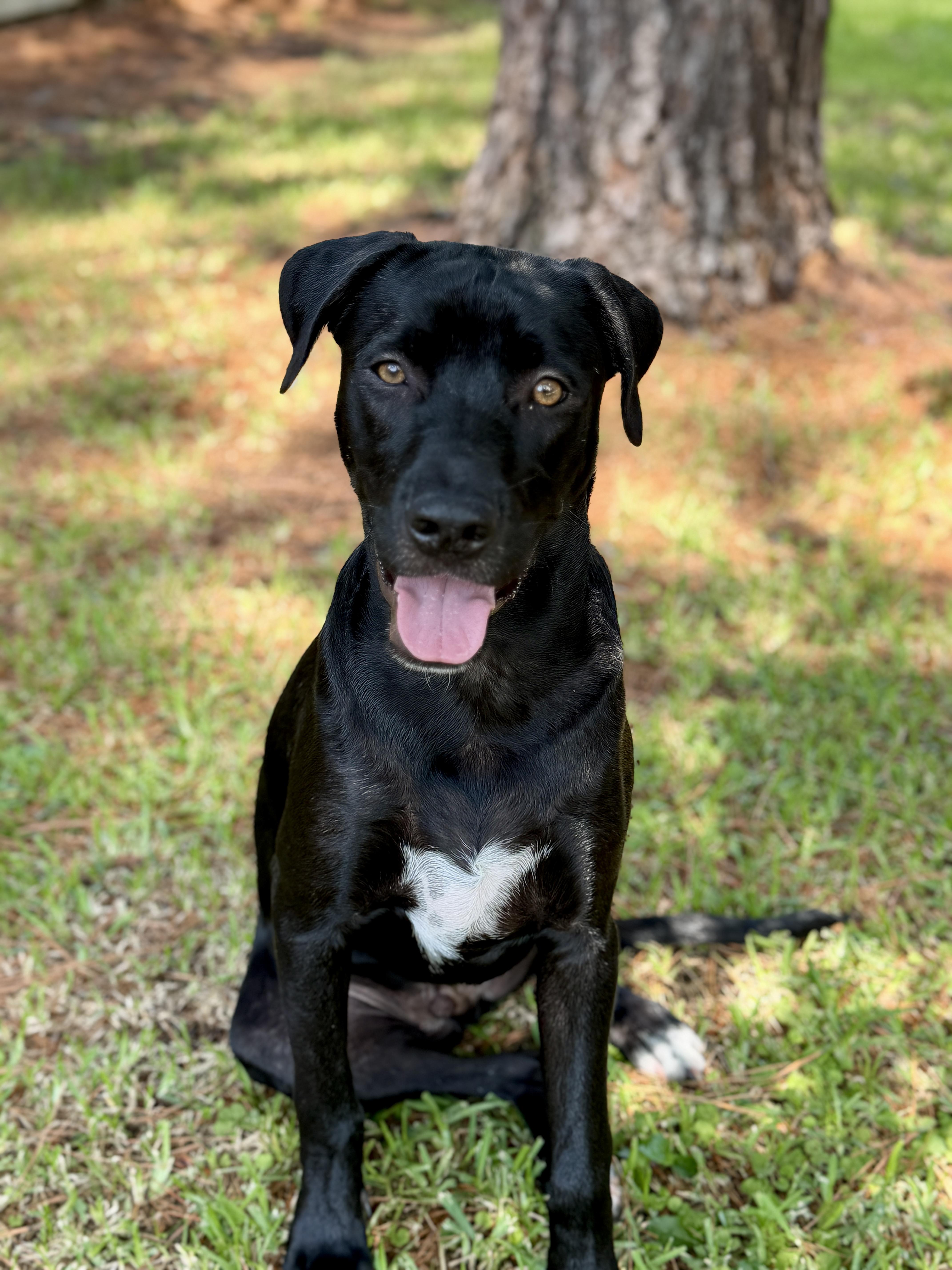 Joey, ADOPTABLE, Young Male Mixed Breed.