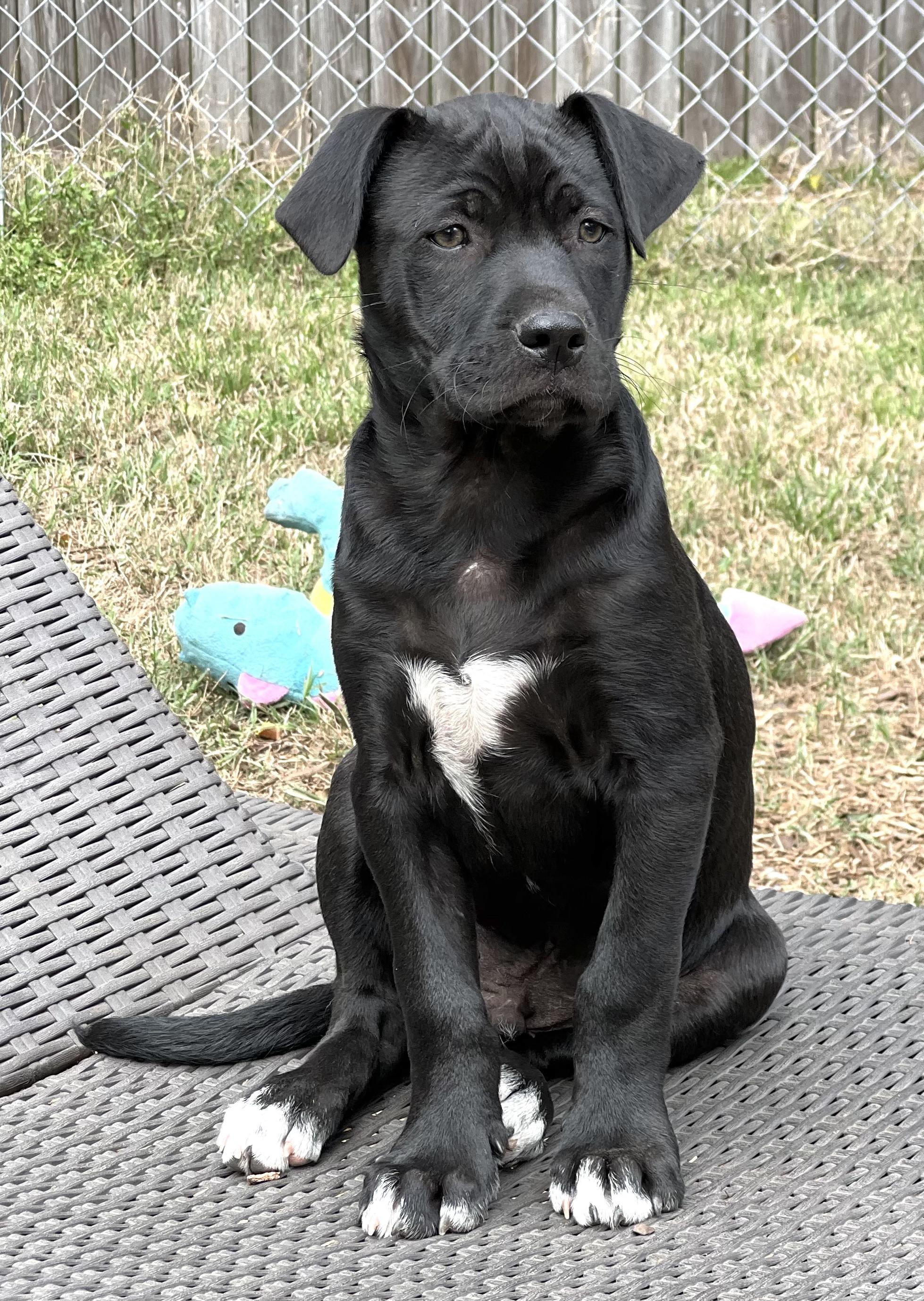 Enlarge Joey, a ADOPTABLE mixed breed in Mt Pleasant, SC image 2/6