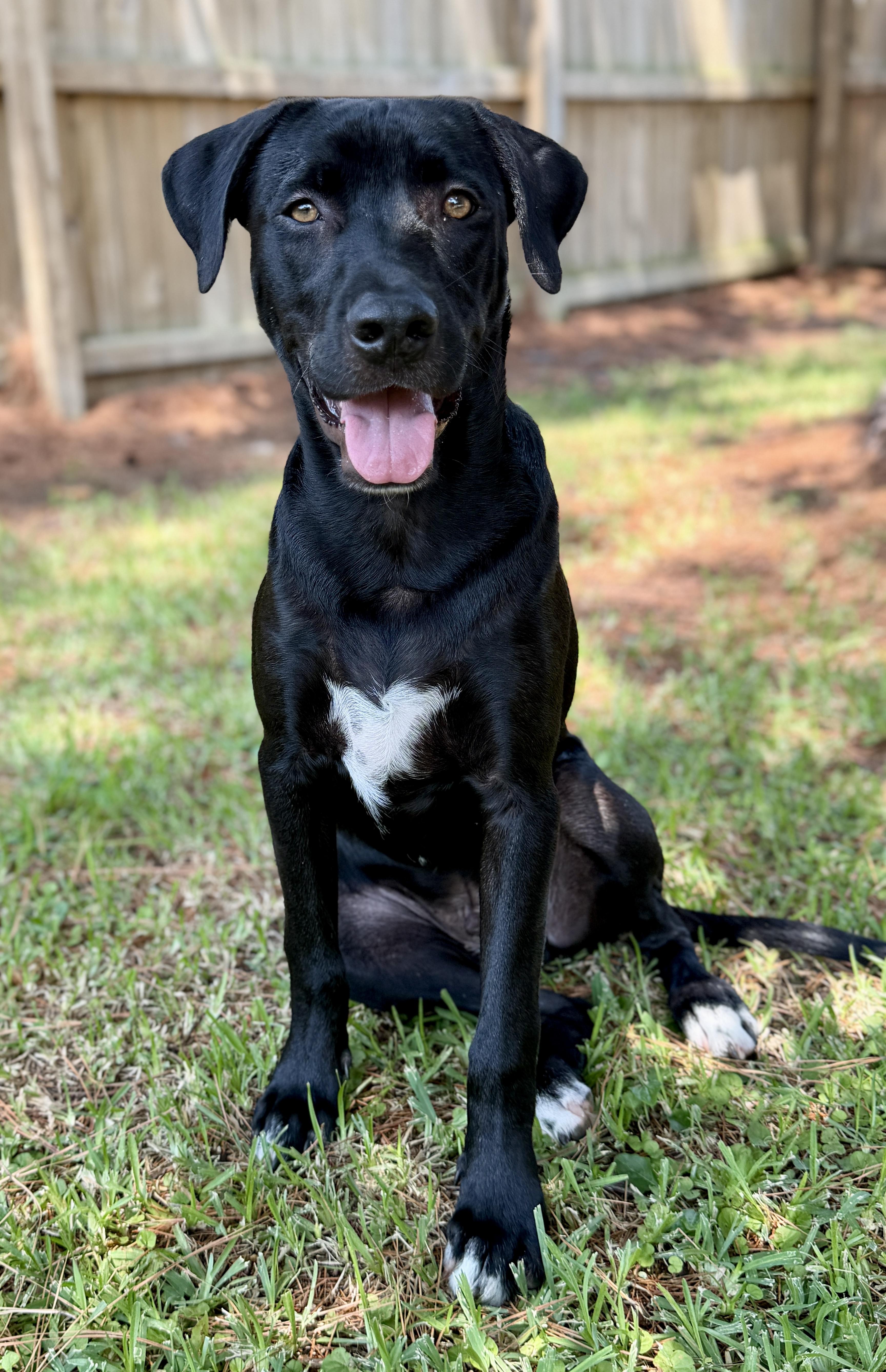 Enlarge Joey, a ADOPTABLE mixed breed in Mt Pleasant, SC image 4/6