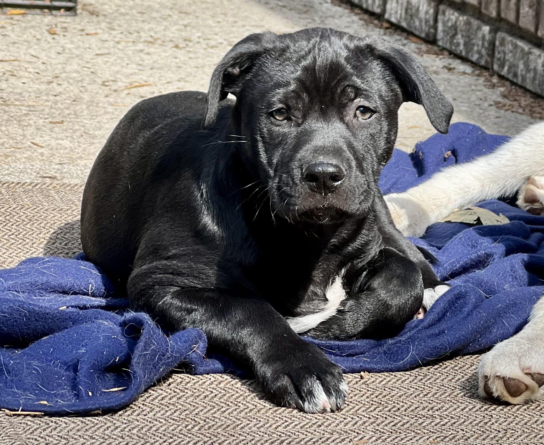 Enlarge Joey, a ADOPTABLE mixed breed in Mt Pleasant, SC image 3/6