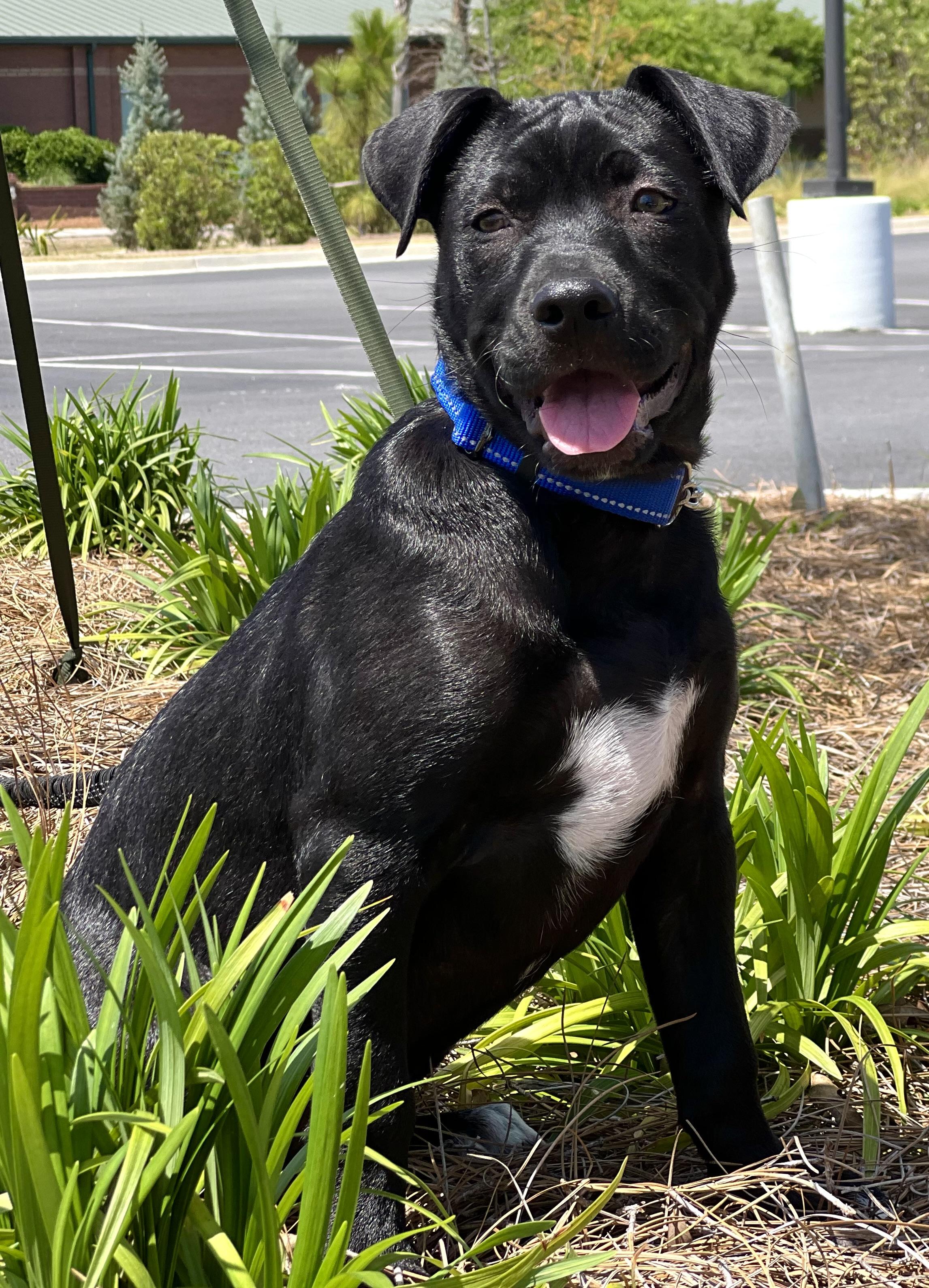 Enlarge Joey, a ADOPTABLE mixed breed in Mt Pleasant, SC image 6/6
