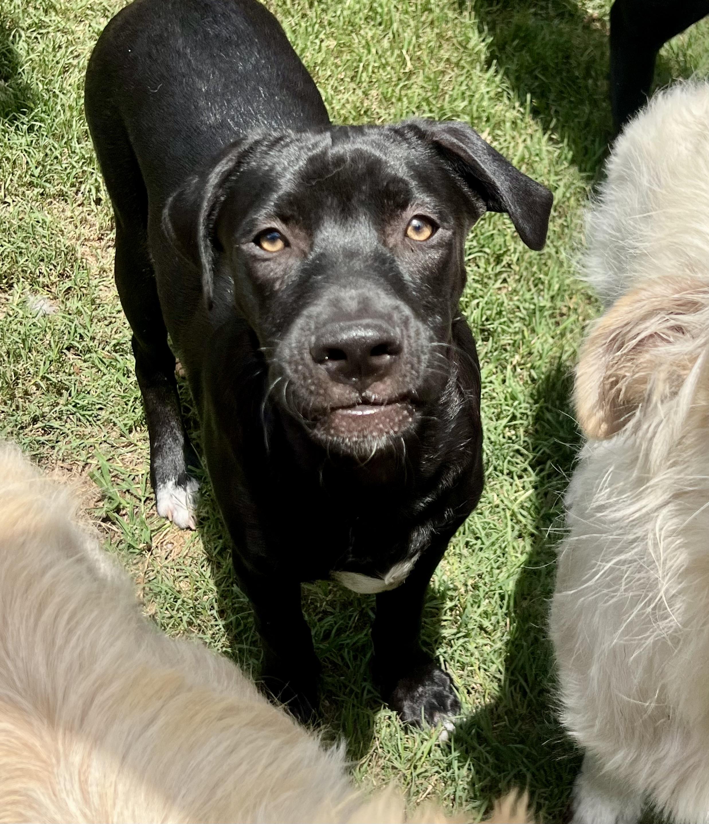 Joey, ADOPTABLE, Young Male Mixed Breed.