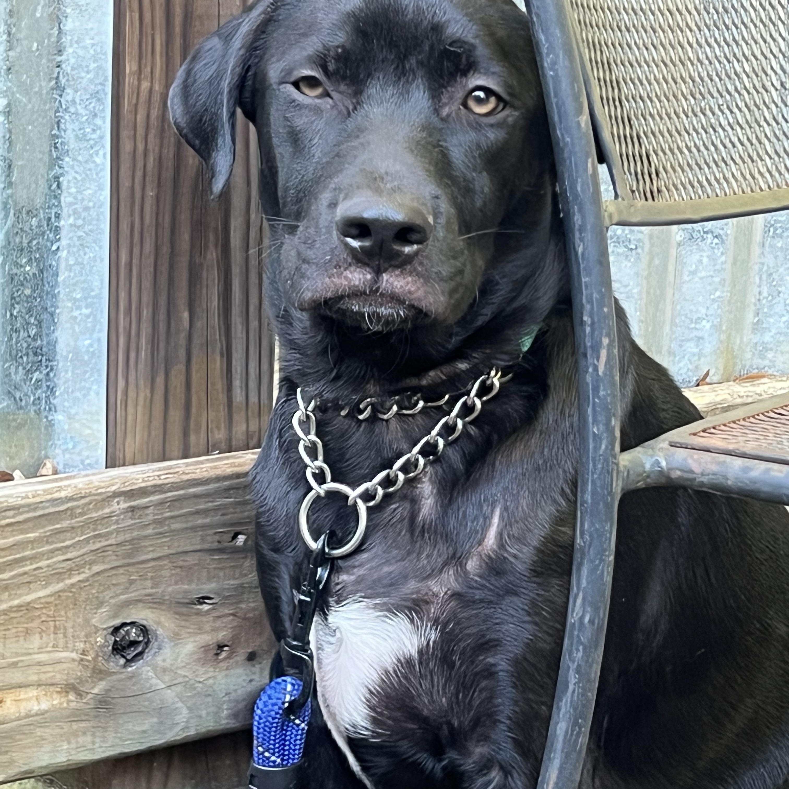 Joey, a ADOPTABLE mixed breed in Mt Pleasant, SC image 6/6
