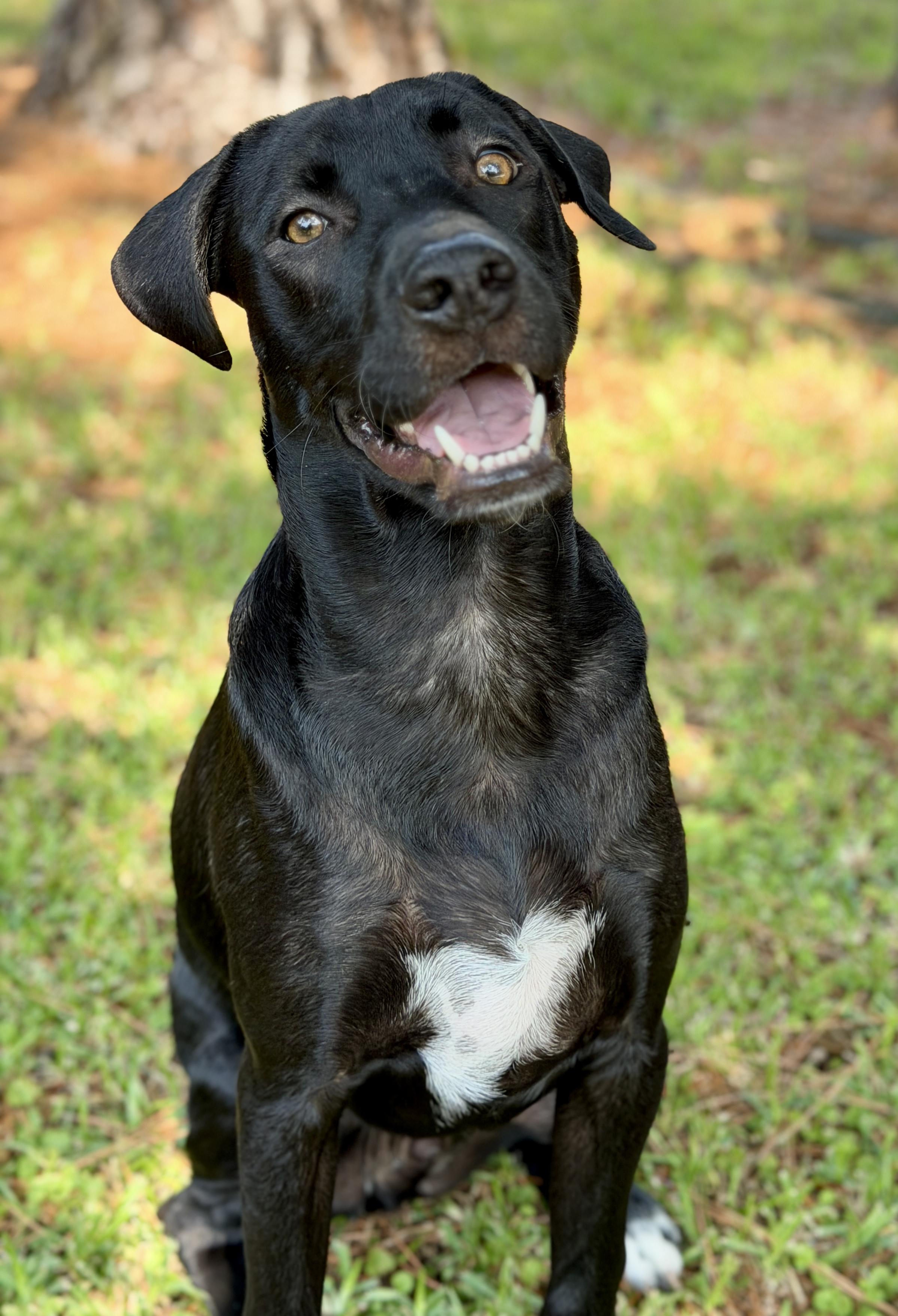 Enlarge Joey, a ADOPTABLE mixed breed in Mt Pleasant, SC image 2/6