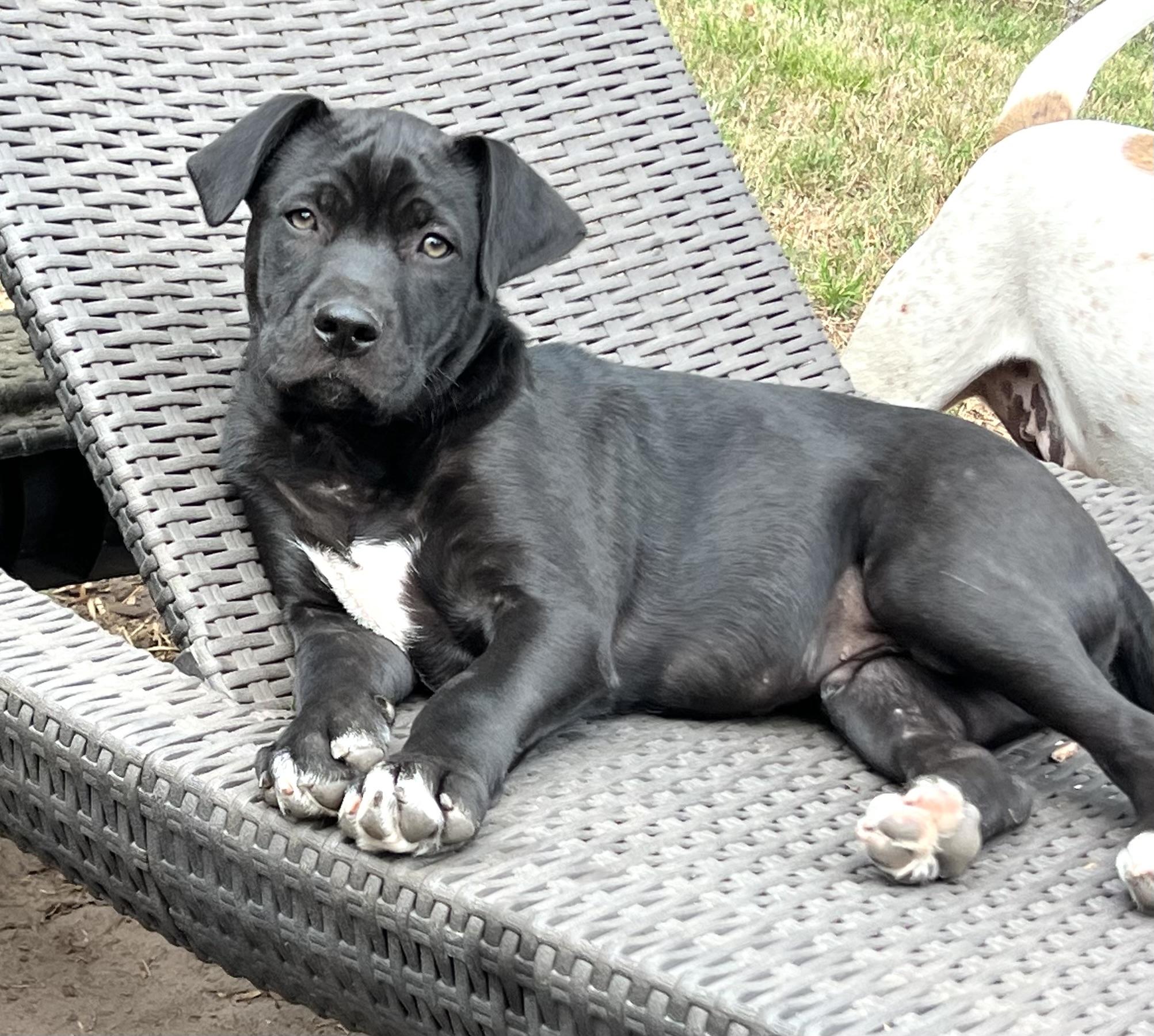 Enlarge Joey, a ADOPTABLE mixed breed in Mt Pleasant, SC image 1/6