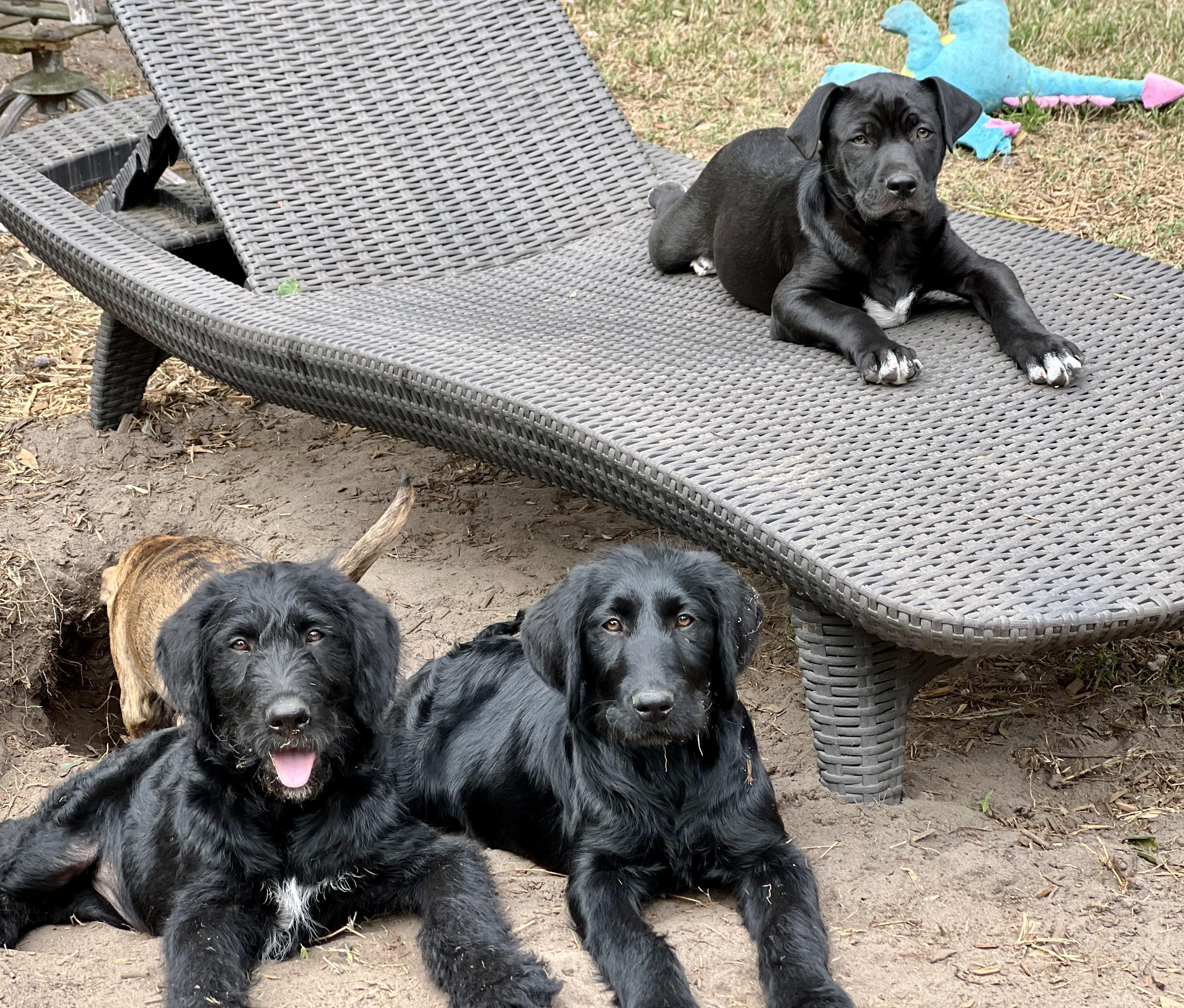 Enlarge Joey, a ADOPTABLE mixed breed in Mt Pleasant, SC image 6/6
