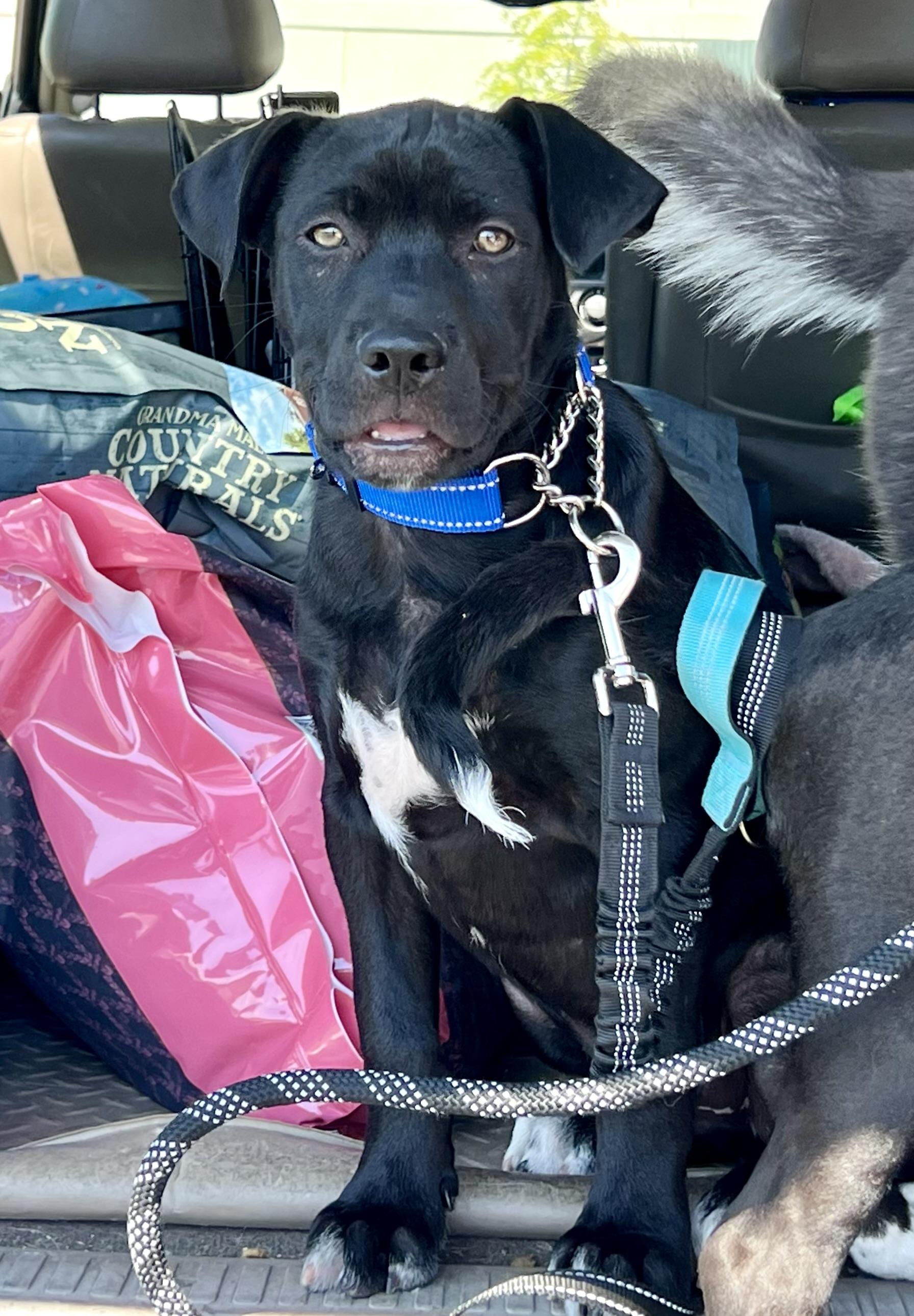 Enlarge Joey, a ADOPTABLE mixed breed in Mt Pleasant, SC image 3/6