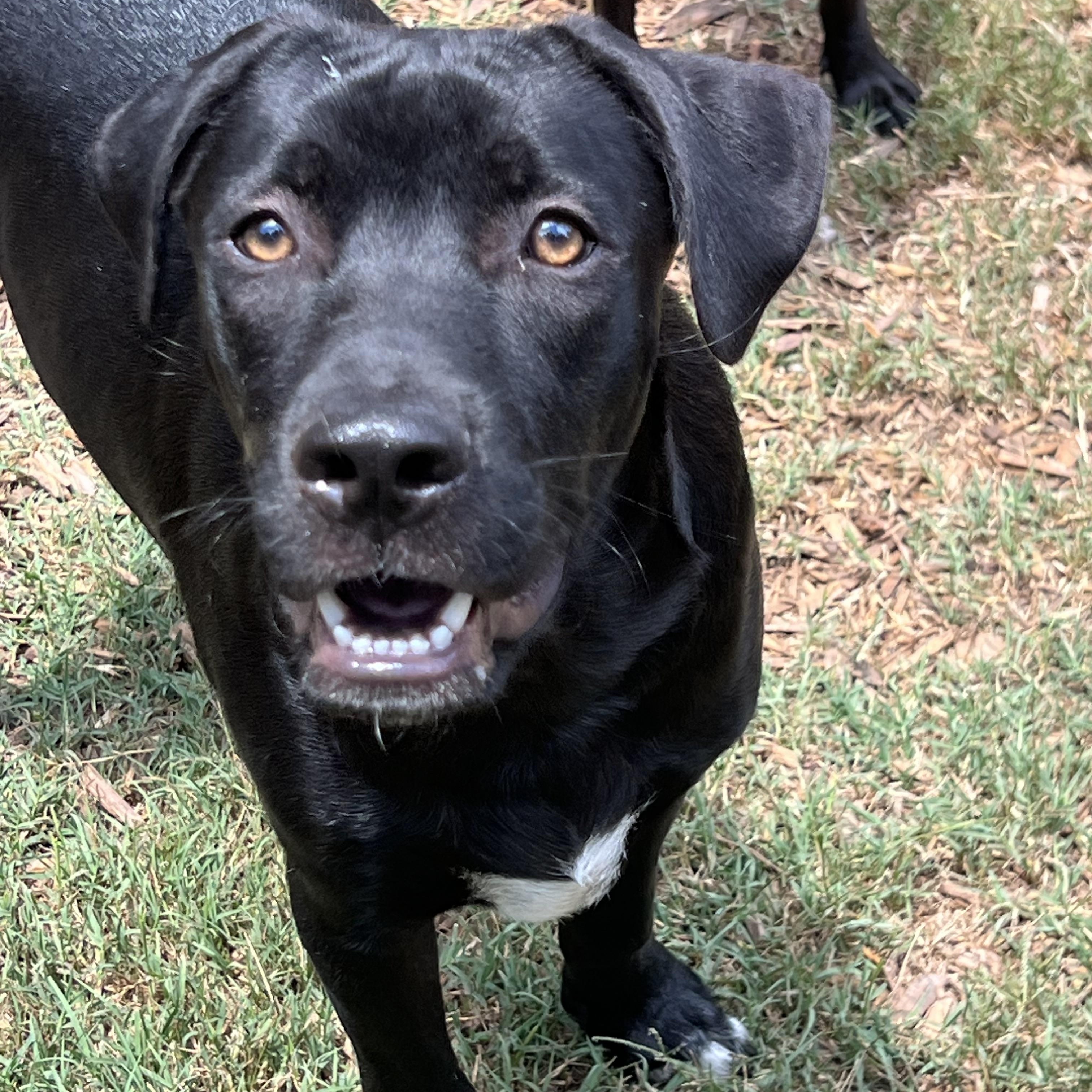 Joey, ADOPTABLE, Young Male Mixed Breed.