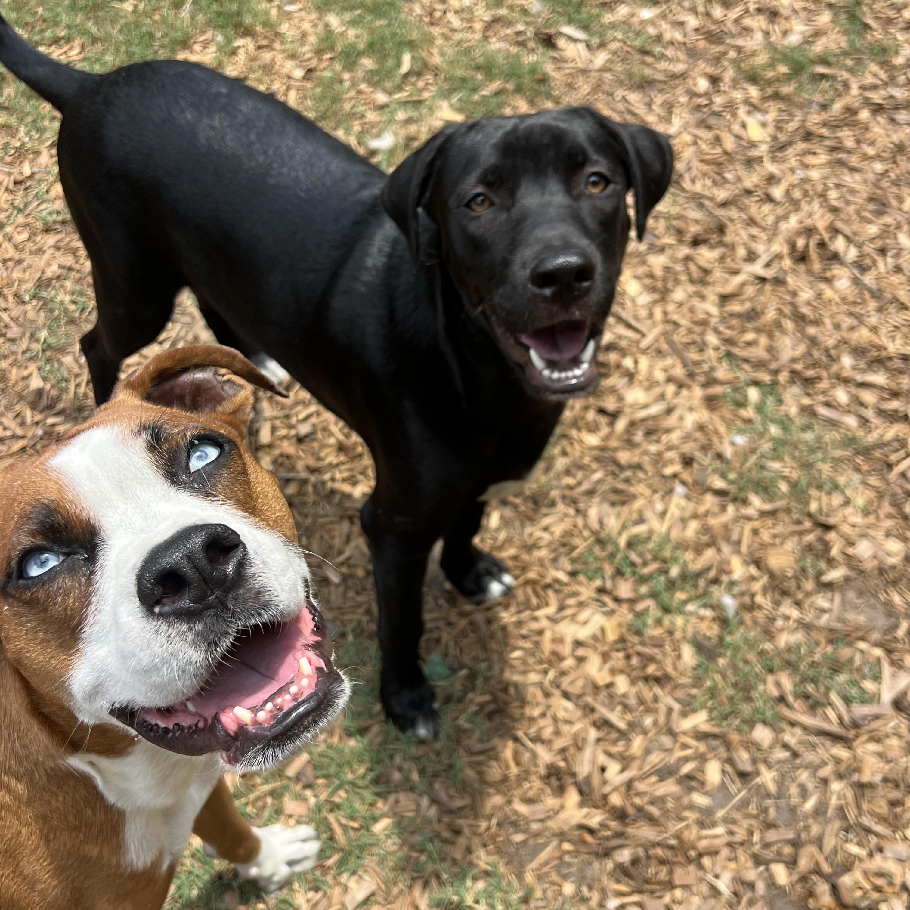 Enlarge Joey, a ADOPTABLE mixed breed in Mt Pleasant, SC image 4/4
