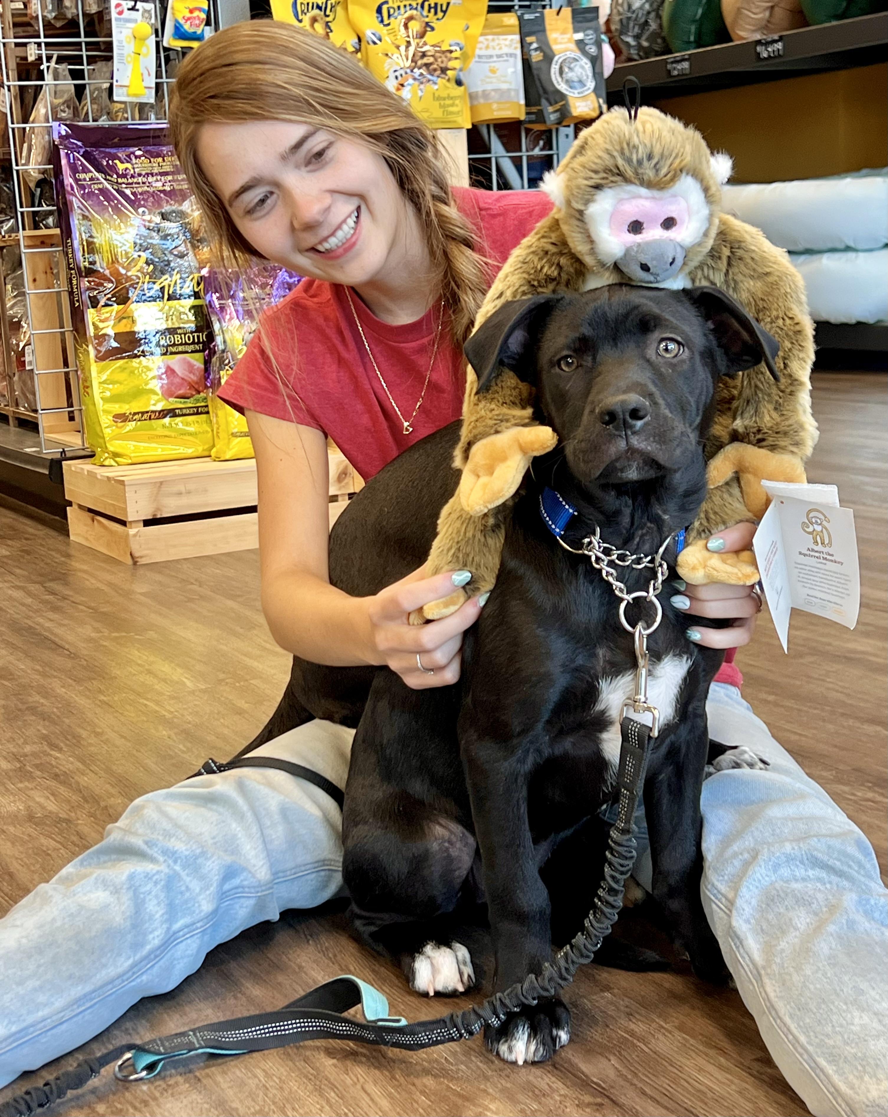 Enlarge Joey, a ADOPTABLE mixed breed in Mt Pleasant, SC image 4/6