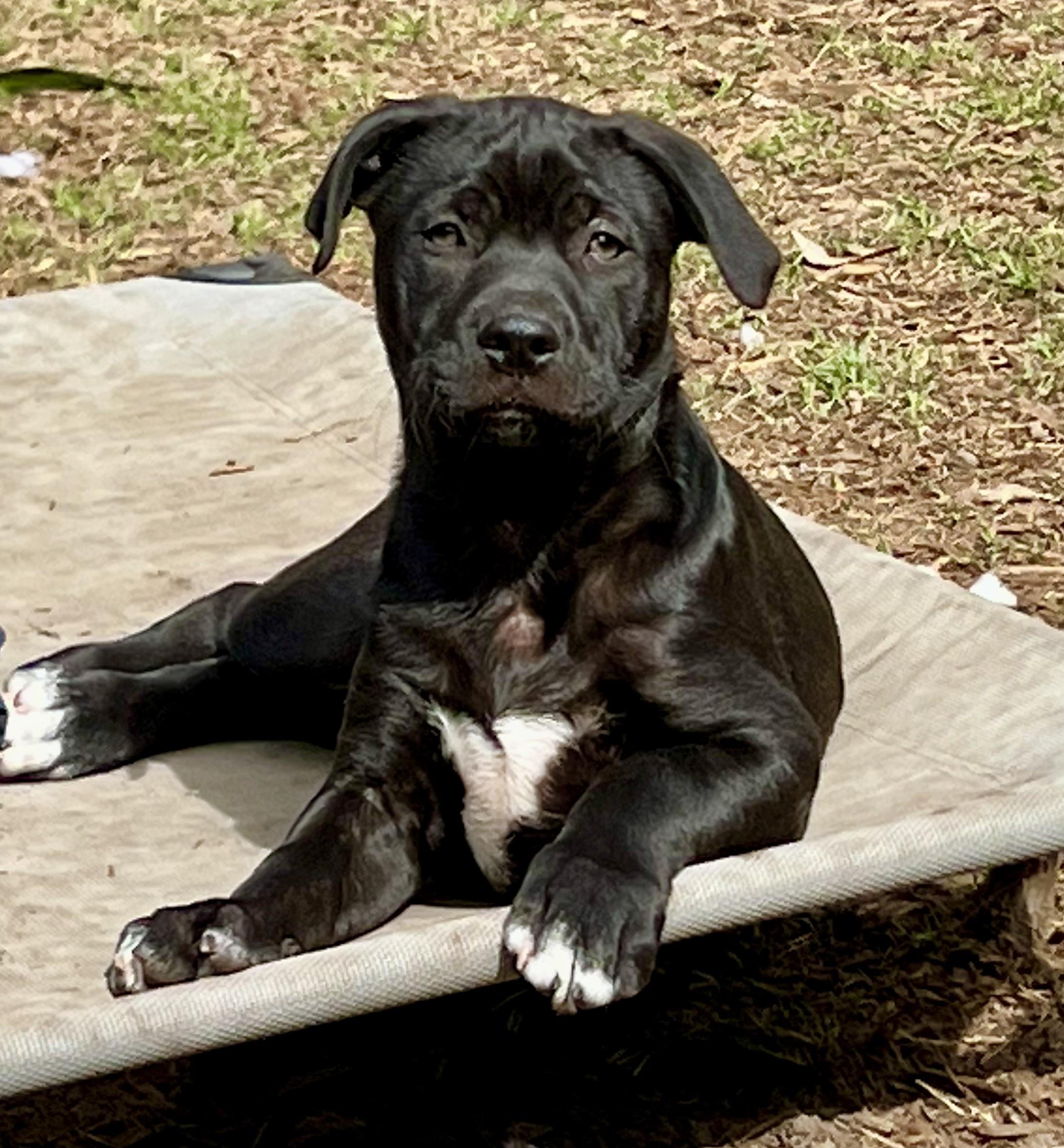 Enlarge Joey, a ADOPTABLE mixed breed in Mt Pleasant, SC image 4/6