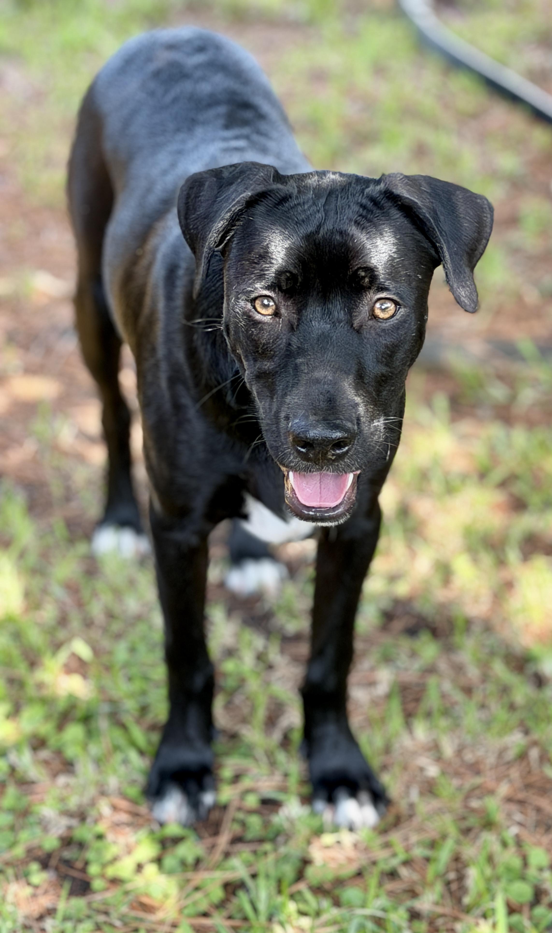 Enlarge Joey, a ADOPTABLE mixed breed in Mt Pleasant, SC image 3/6