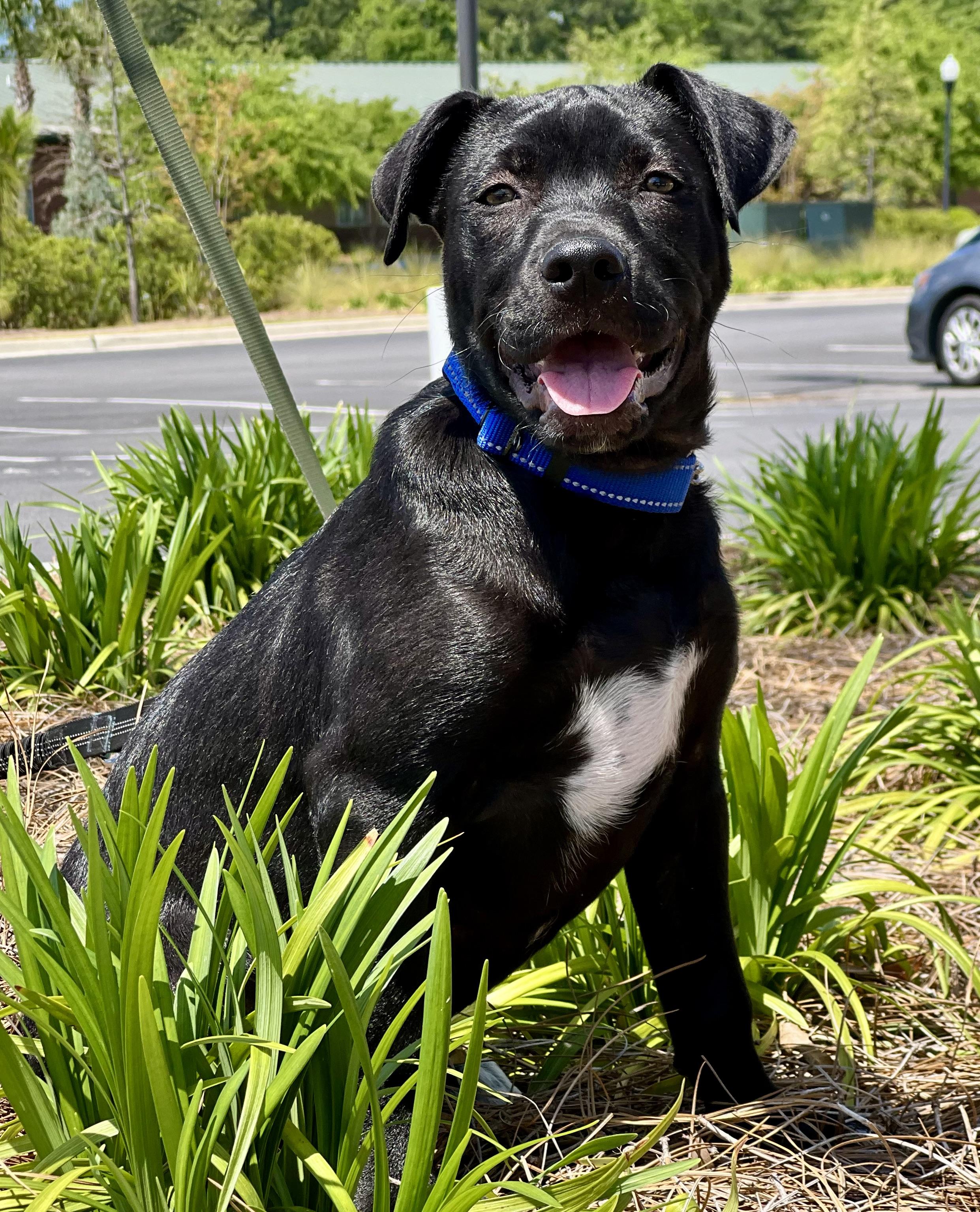 Enlarge Joey, a ADOPTABLE mixed breed in Mt Pleasant, SC image 1/6