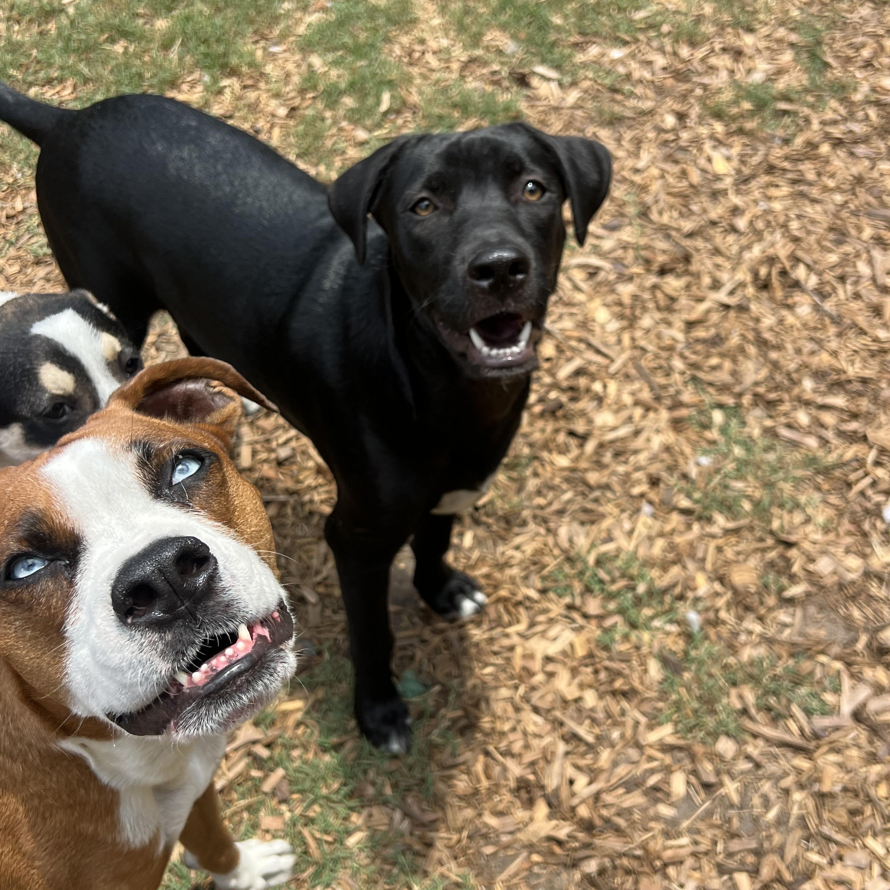 Enlarge Joey, a ADOPTABLE mixed breed in Mt Pleasant, SC image 2/4