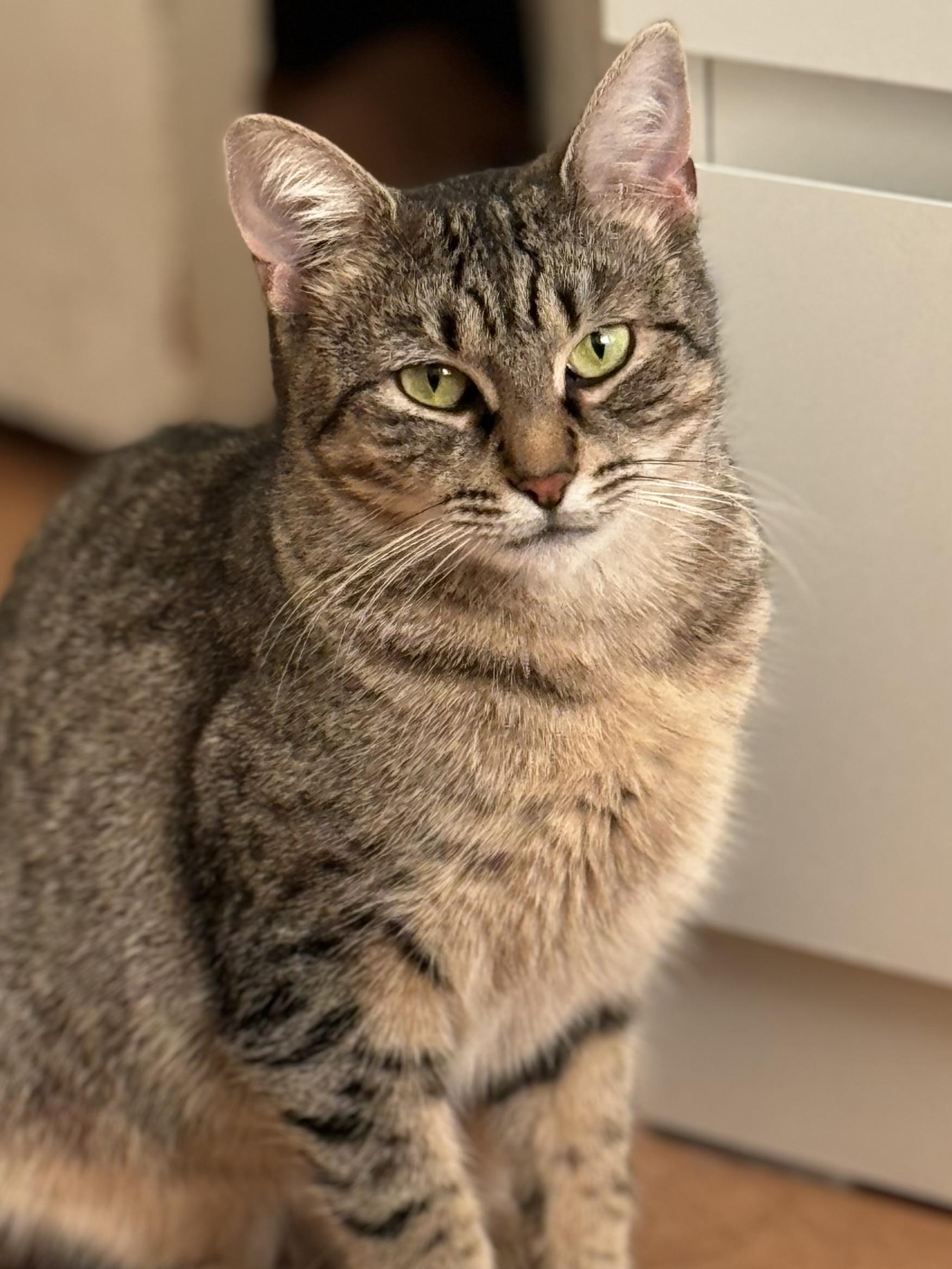 Claire, Adoptable, Young Female Domestic Short Hair & Tabby.