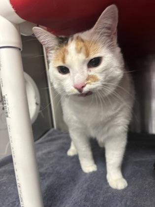 Gretchen thumbnail 2