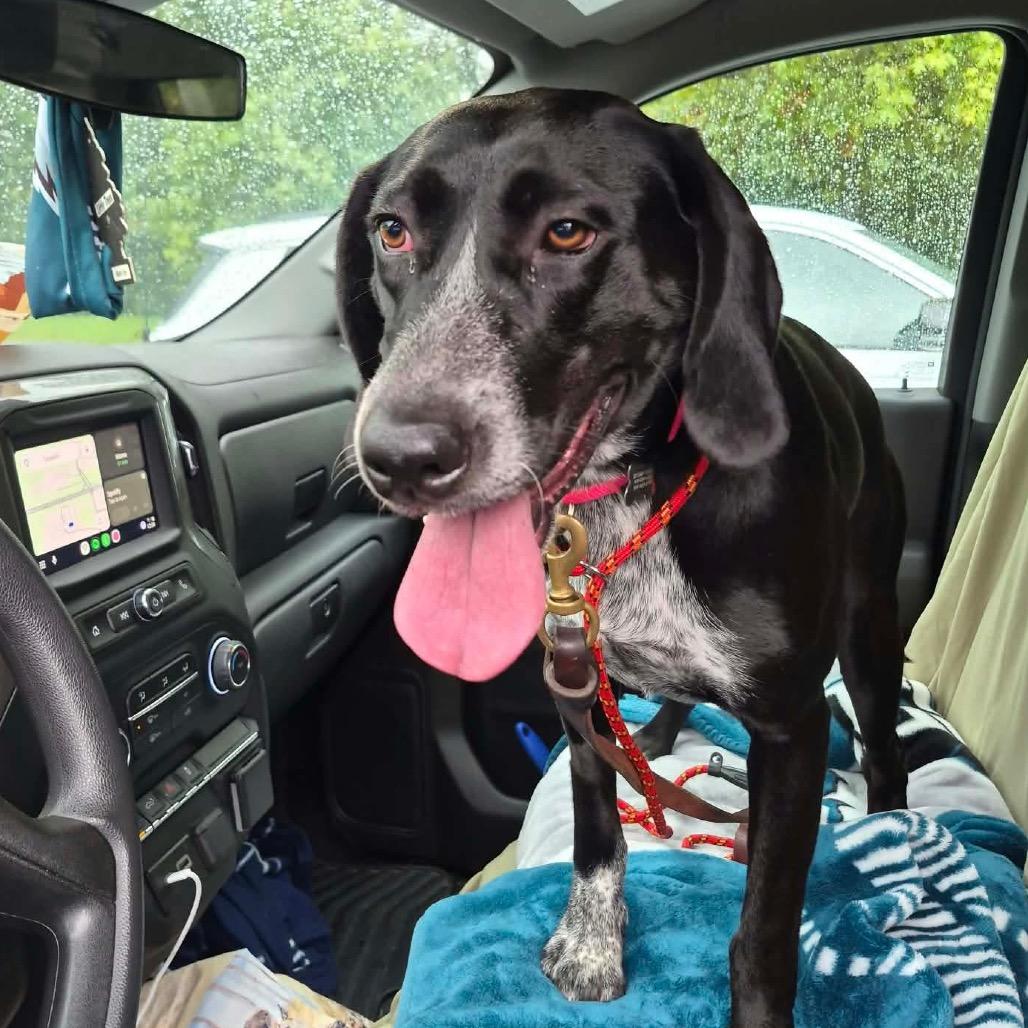Keke, Adoptable, Young Female Labrador Retriever & Border Collie.