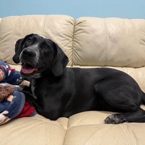 Enlarge Keke, a Adoptable mixed breed in Phoenix, MD image 2/4