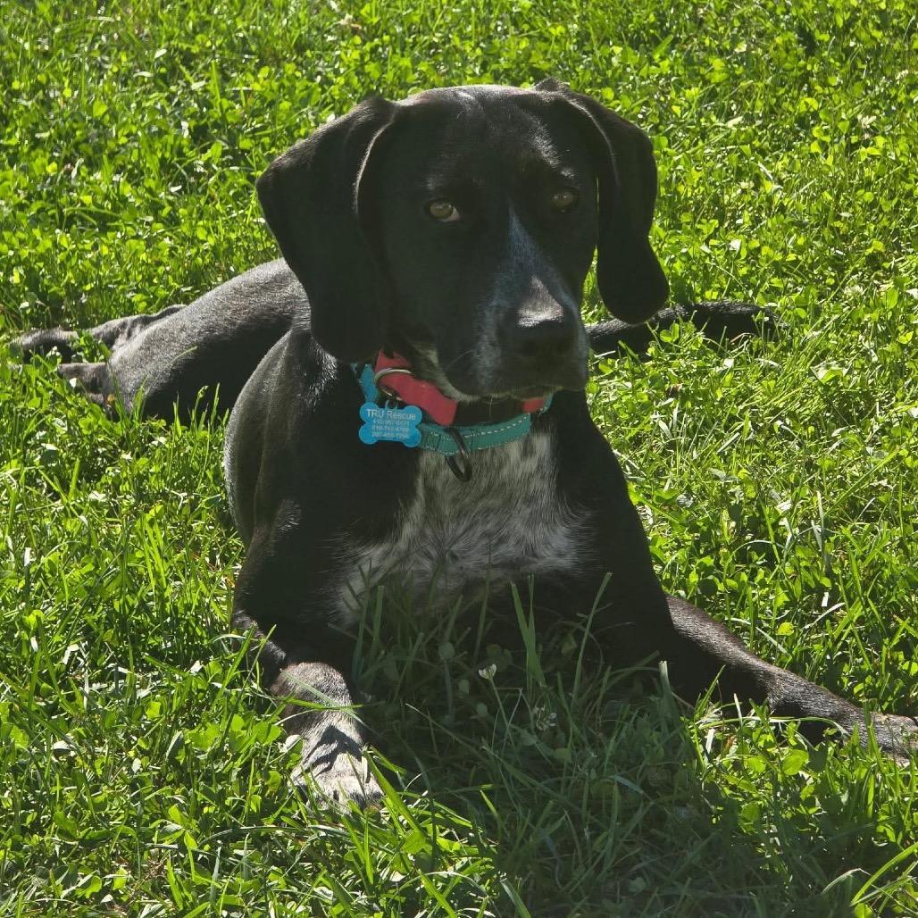 Enlarge Keke, a Adoptable mixed breed in Phoenix, MD image 3/4