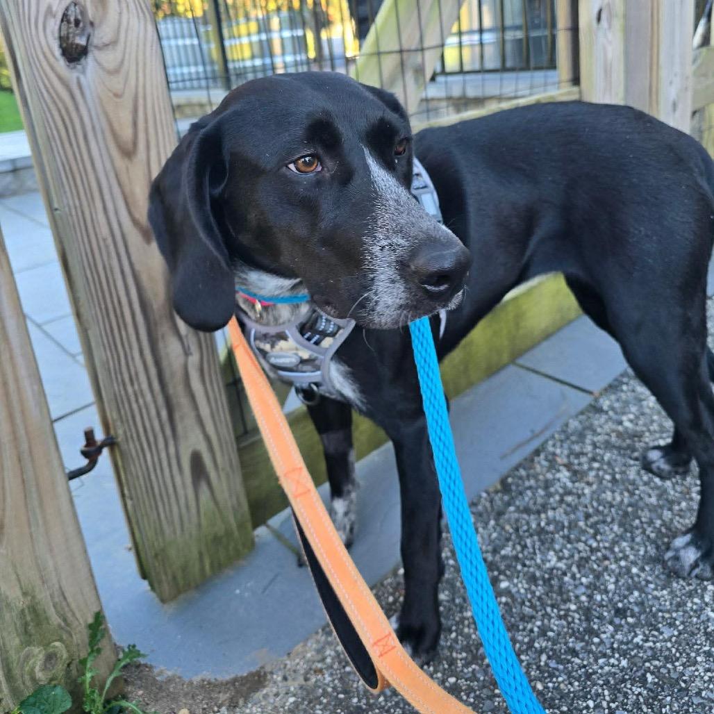 Enlarge Keke, a Adoptable mixed breed in Phoenix, MD image 4/4